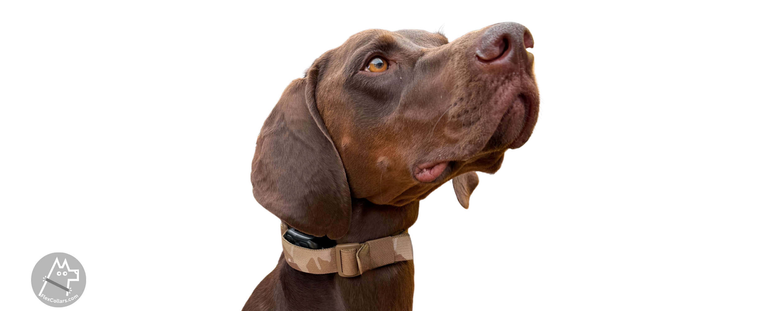 Why the E-Collar "Stops Working" in the Field