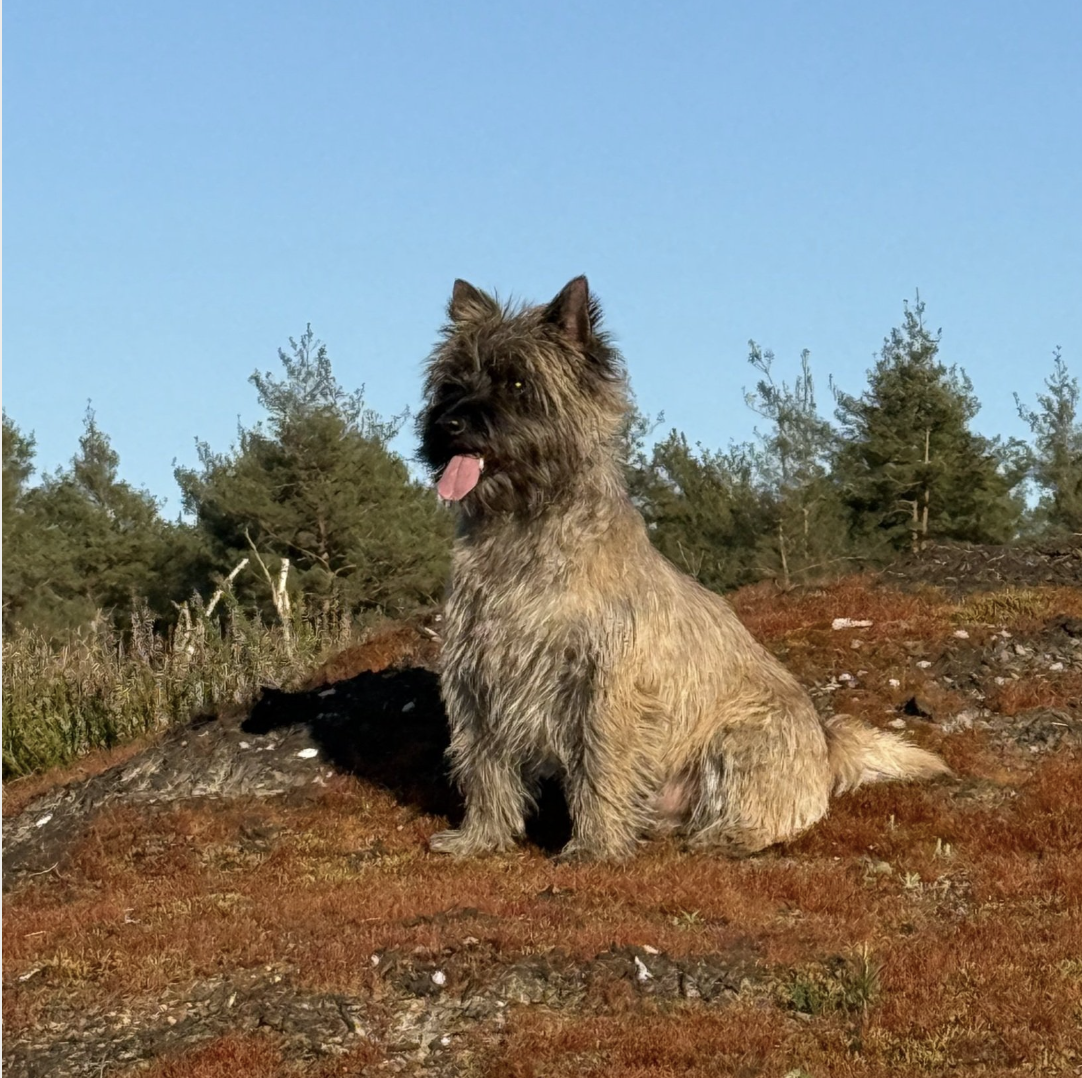 A Cairn Terrier Barry The Brave is sitting on a patch of reddish-brown ground in an outdoor setting with trees and a blue sky in the background.
