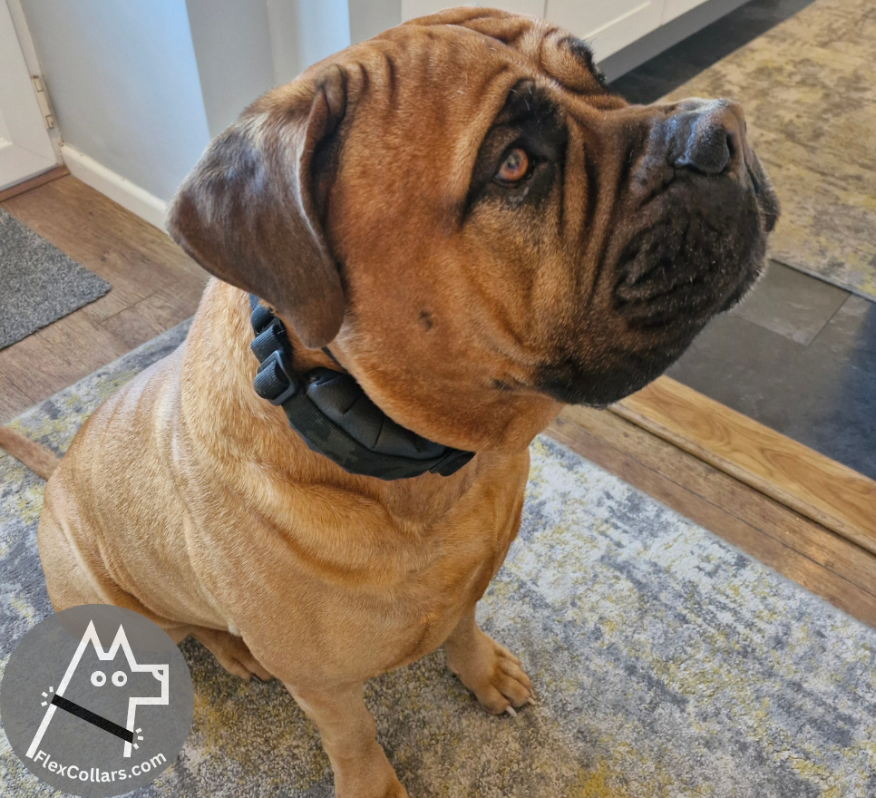 Super Heavy Bungee Collar E-collar Straps. Military-grade materials, AustriAlpin Quick Release Cobra Buckle. Elastic element for comfort. Colour Black Camouflage