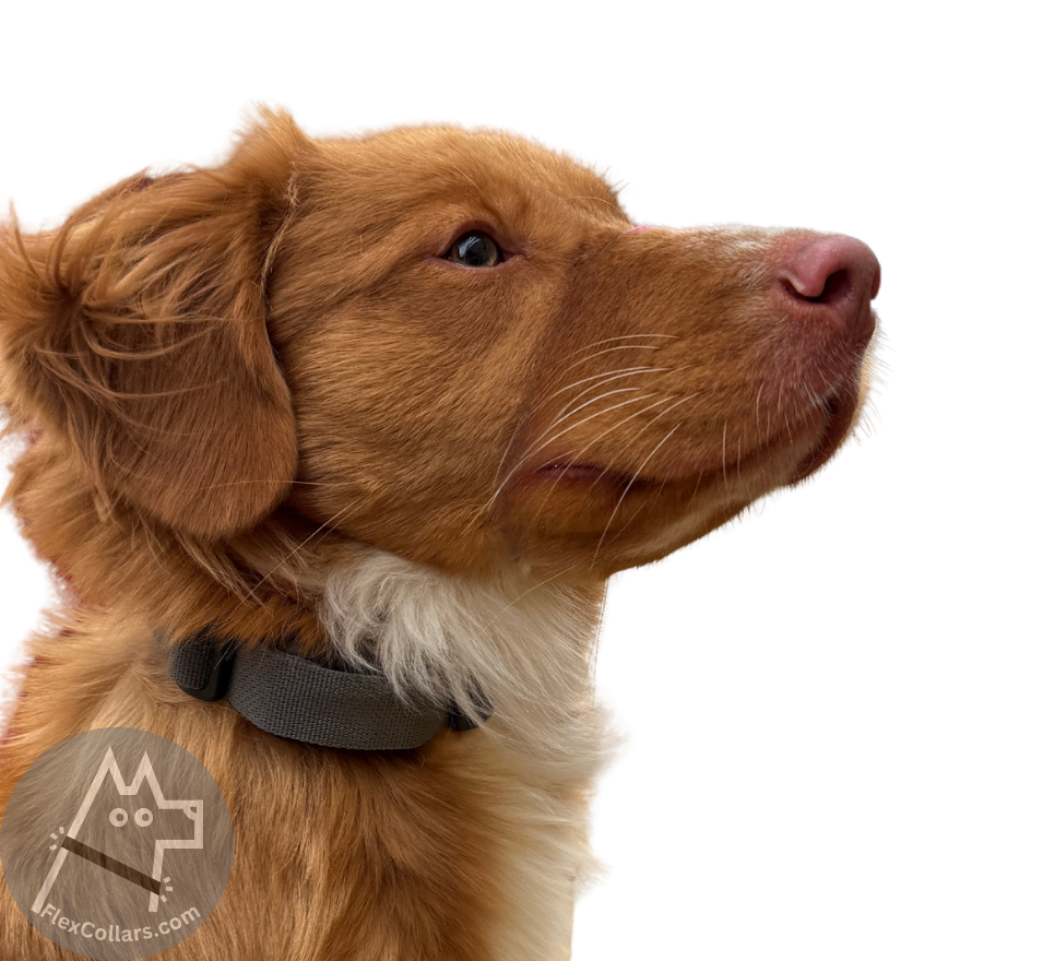 Tactical Bungee E-collar Replacement Straps.   Military-grade materials, AustriAlpin Quick Release Cobra Buckle. Elastic element for comfort. Colour Wolf Grey