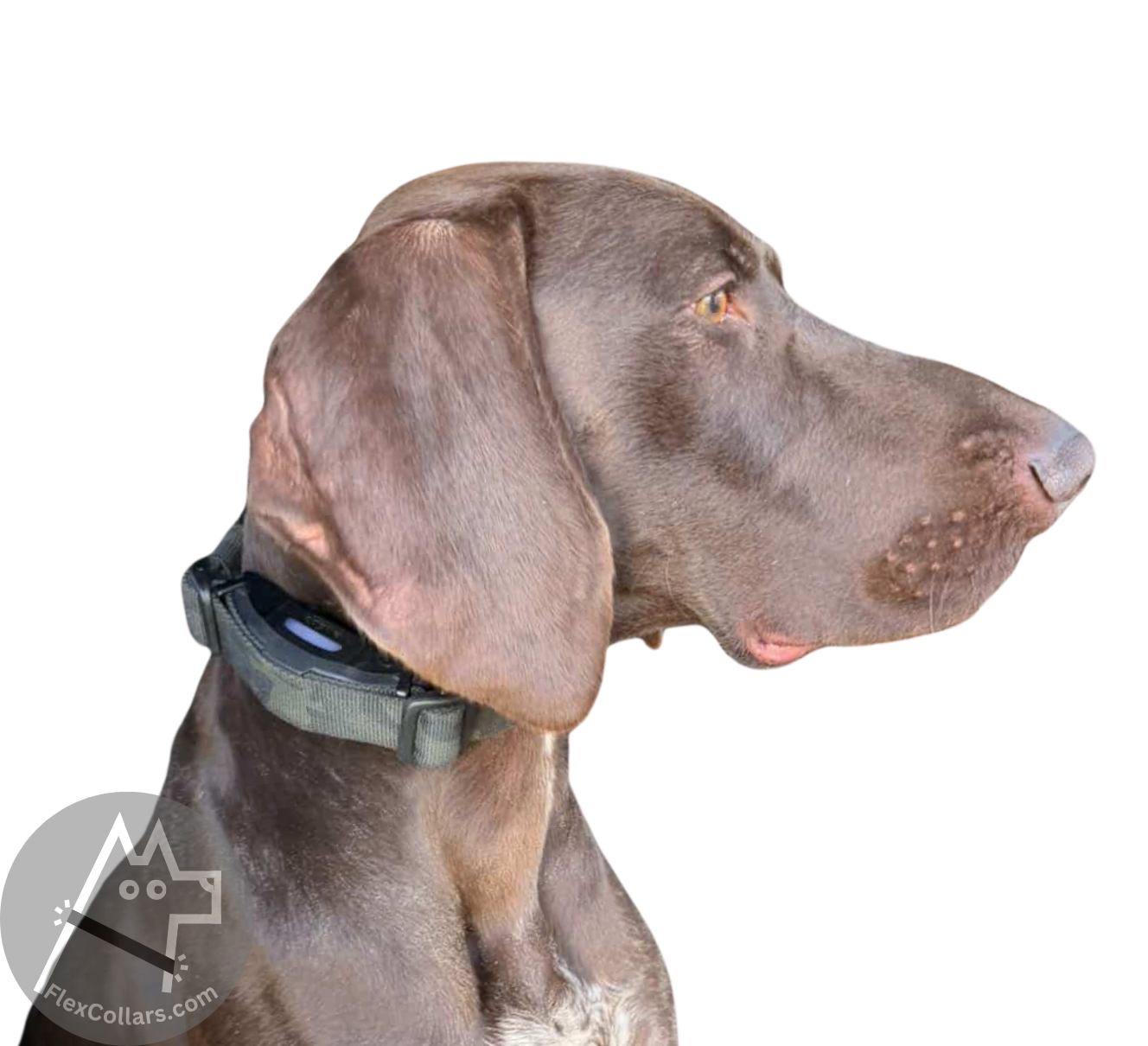 Super Heavy Bungee E-collar Replacement Strap. Military-grade materials, AustriAlpin Quick Release Cobra Buckle. Elastic element for comfort. Colour Black Camouflage
