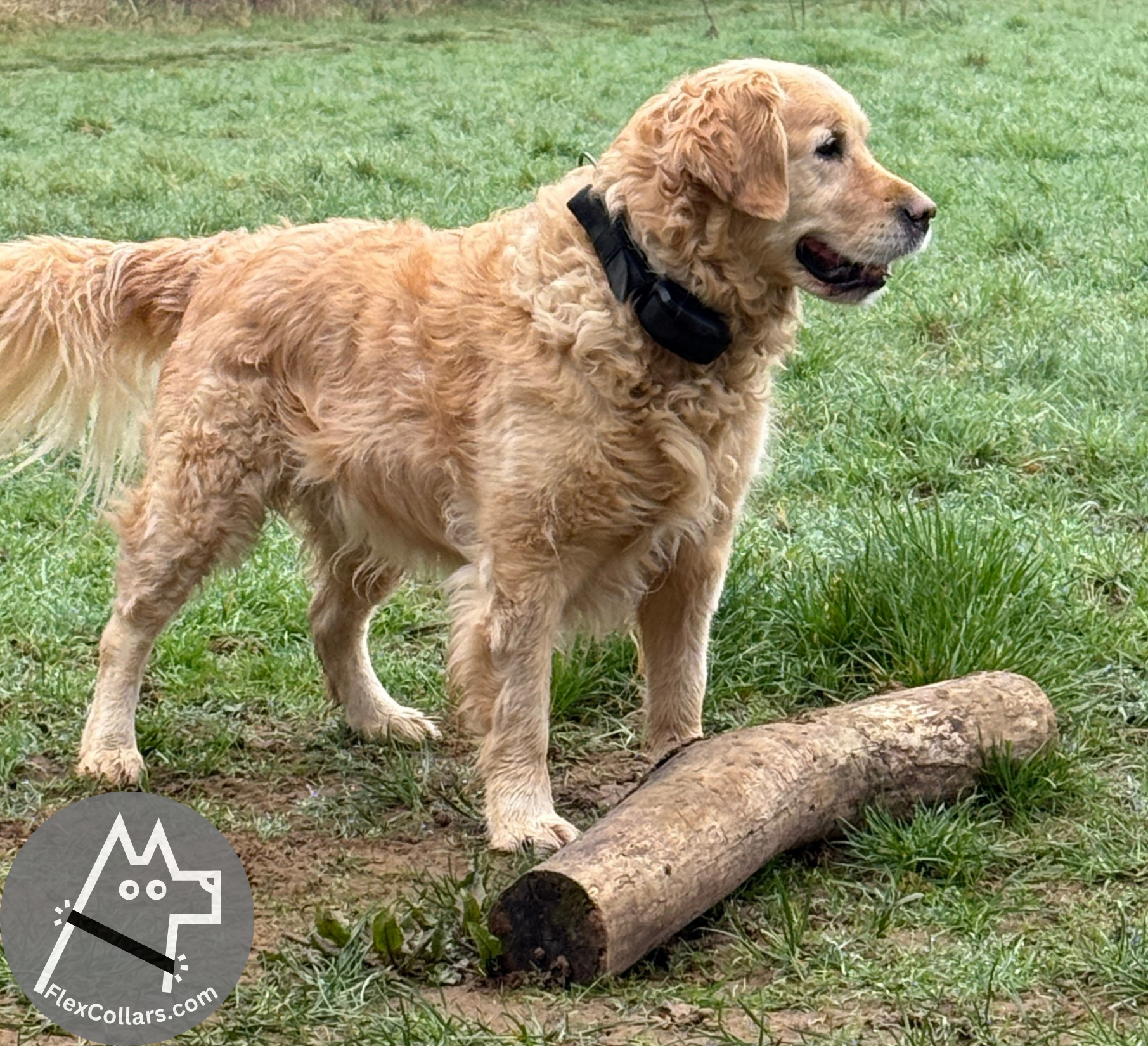 Flex Collar Explorer, Super Heavy Strap for Dogs E-collar Dogtra Pathfinder. Comfortable elastic strap, Heavy duty military grade materials quick release AustriAlpin Cobra Buckle.  Black Camouflage