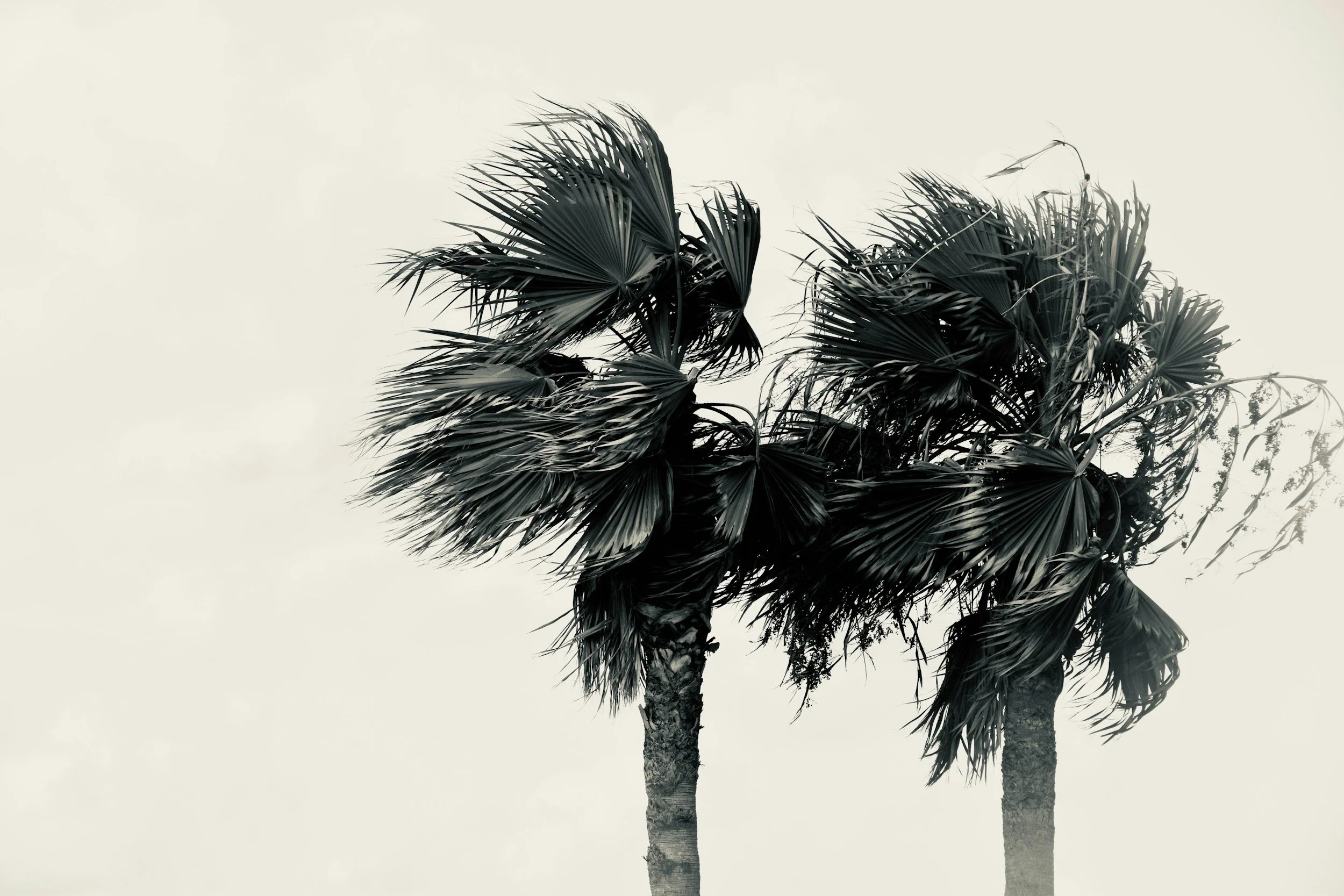 Black and white photo of two palm trees with windblown leaves.
