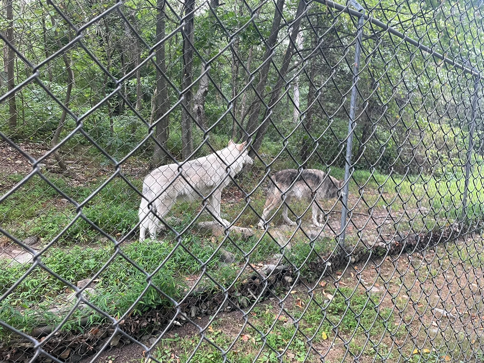 The Lakota Wolf Preserve in Columbia NJ is awesome. A great experience. Good for all ages.