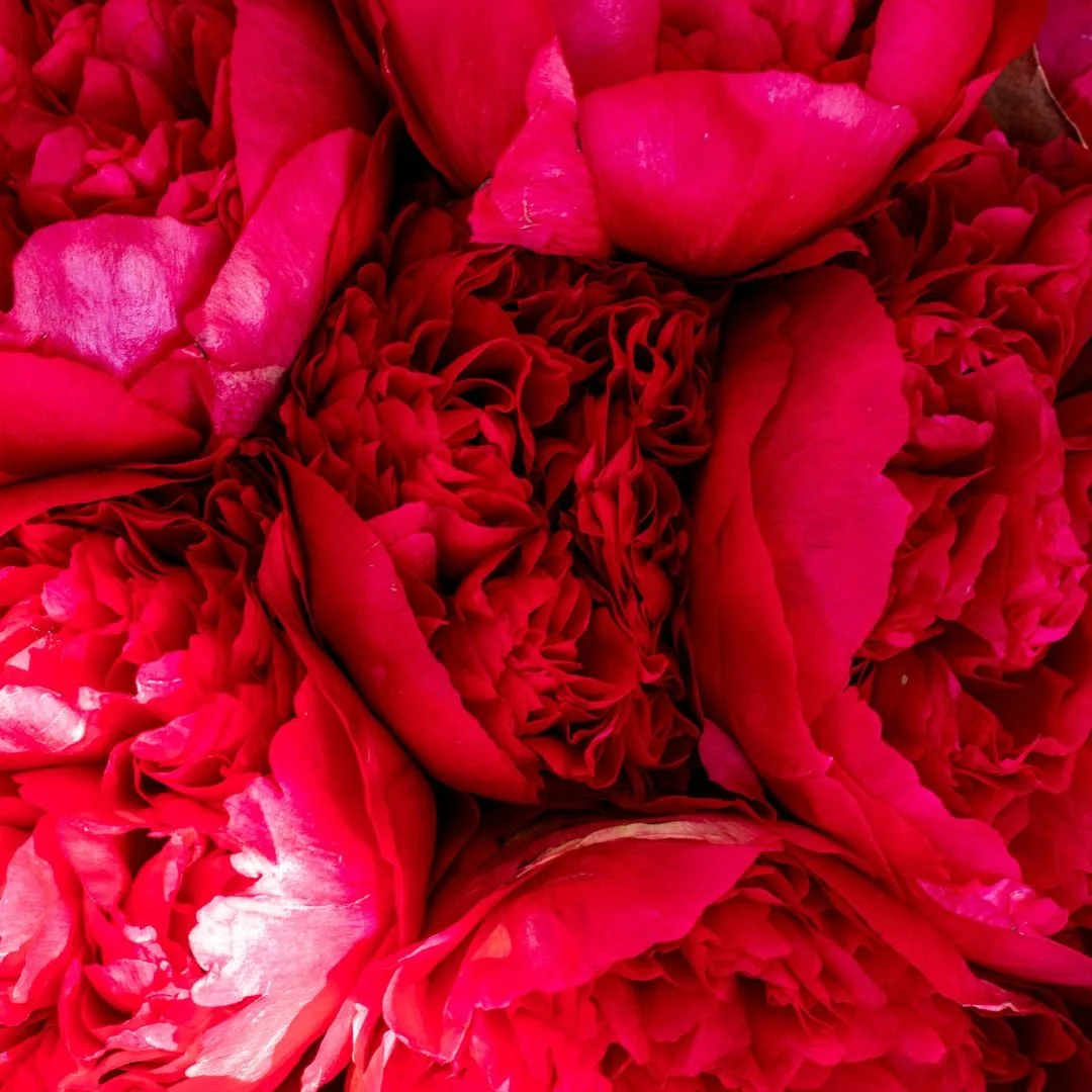 Close-up of vibrant red peony flowers with layered petals.