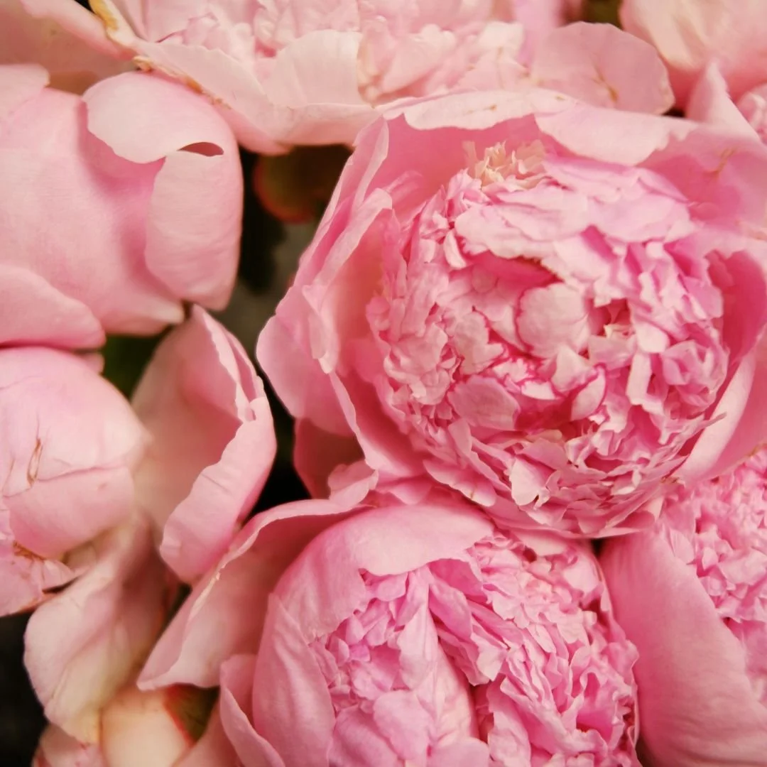 Close-up of pink peony flowers with ruffled petals.