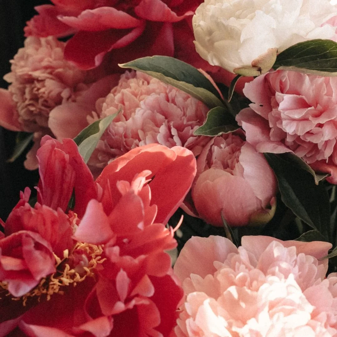A close-up of various pink, white, and red peony flowers with green leaves.