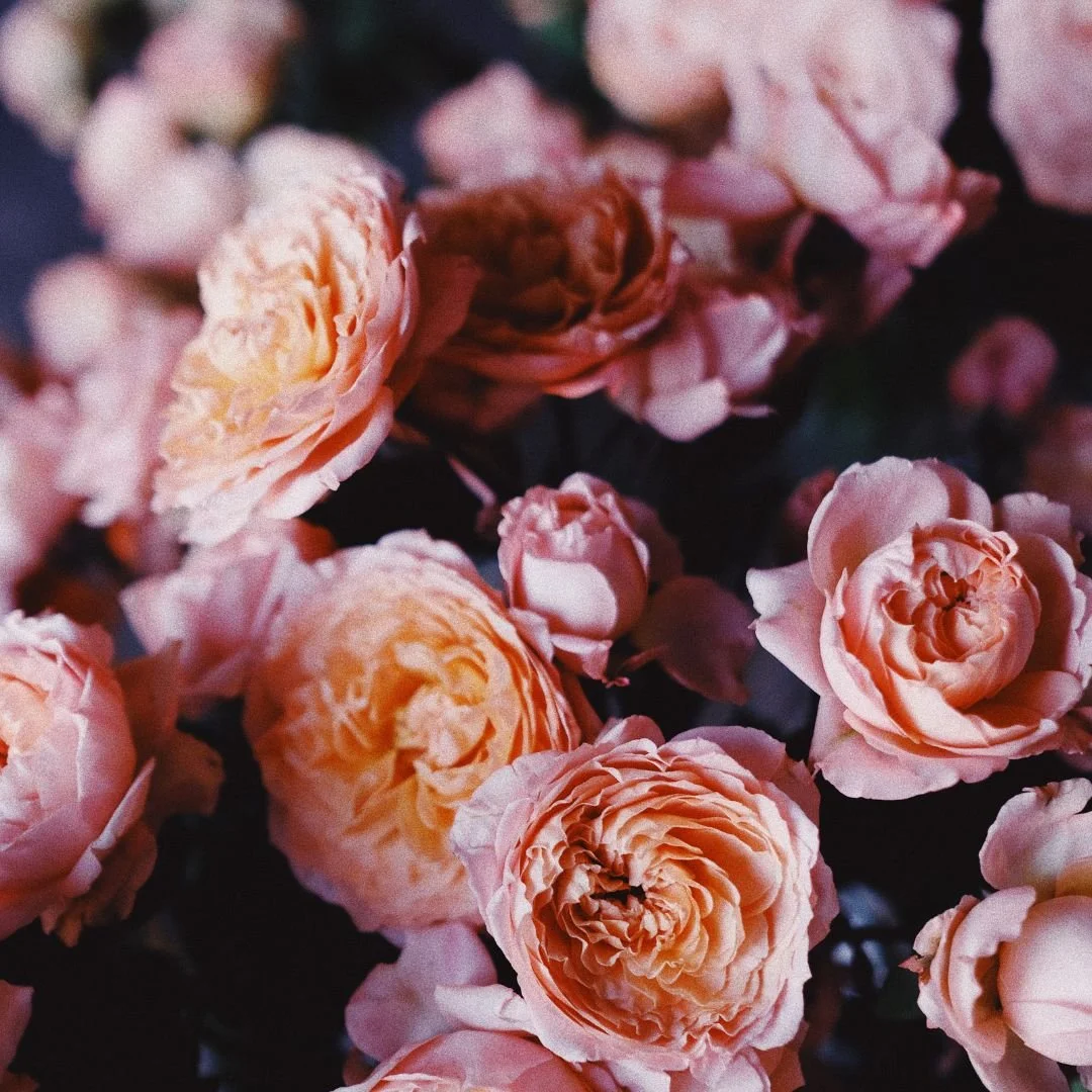 Close-up of pink roses in full bloom with layered petals.