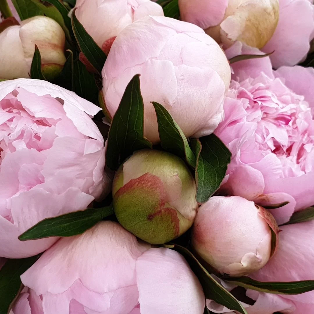 Close-up of pink and white peony flowers with some green peony buds and dark green leaves.