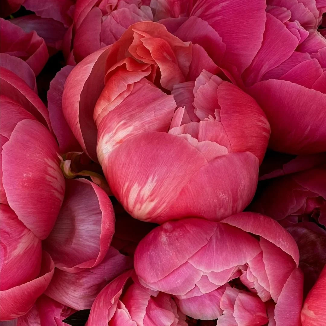 Close-up of pink peony flowers with ruffled petals.