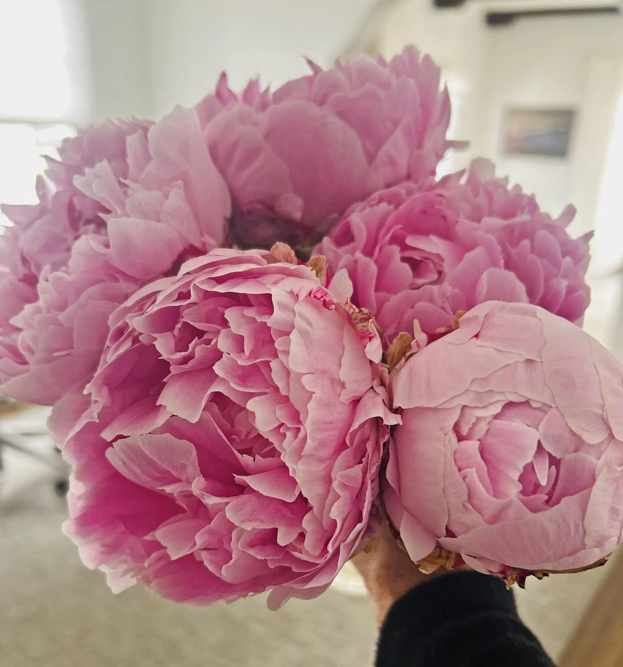 Close-up of a bunch of pink peony flowers with ruffled petals, being held by a person indoors.