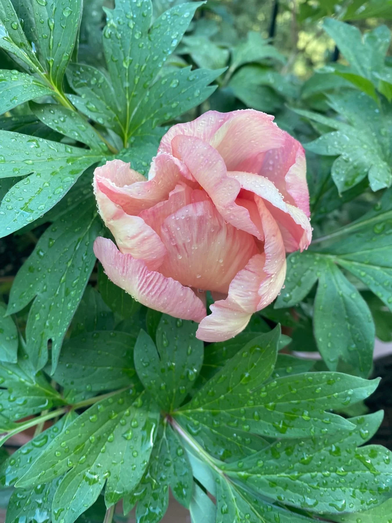 A pink peony flower with water droplets on its petals, surrounded by green leaves with water droplets, in a garden setting.