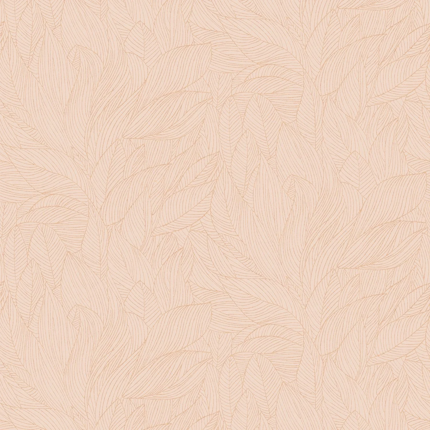 HOSTA__Rose Poudre-Dore__76602446.jpg