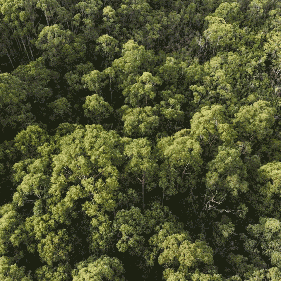 An aerial view of a dense green forest with trees covering the landscape.