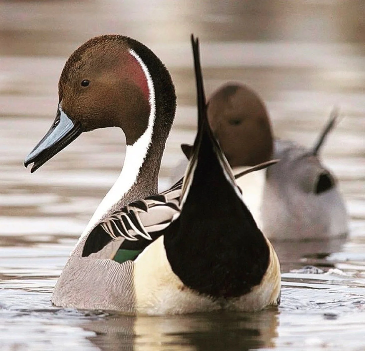 pintail2.jpeg