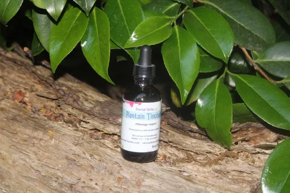 Plantain Leaf Tincture