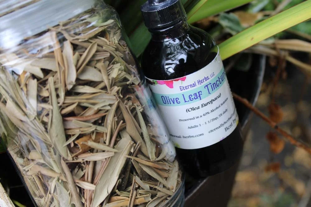Olive Leaf Tincture