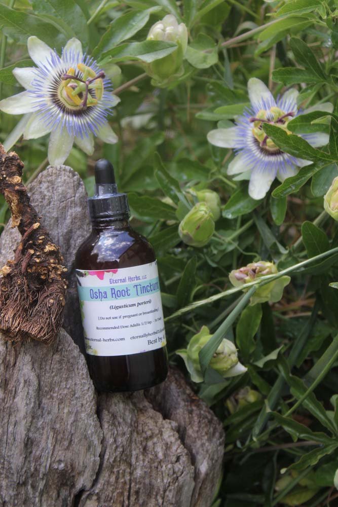 Osha Root Tincture