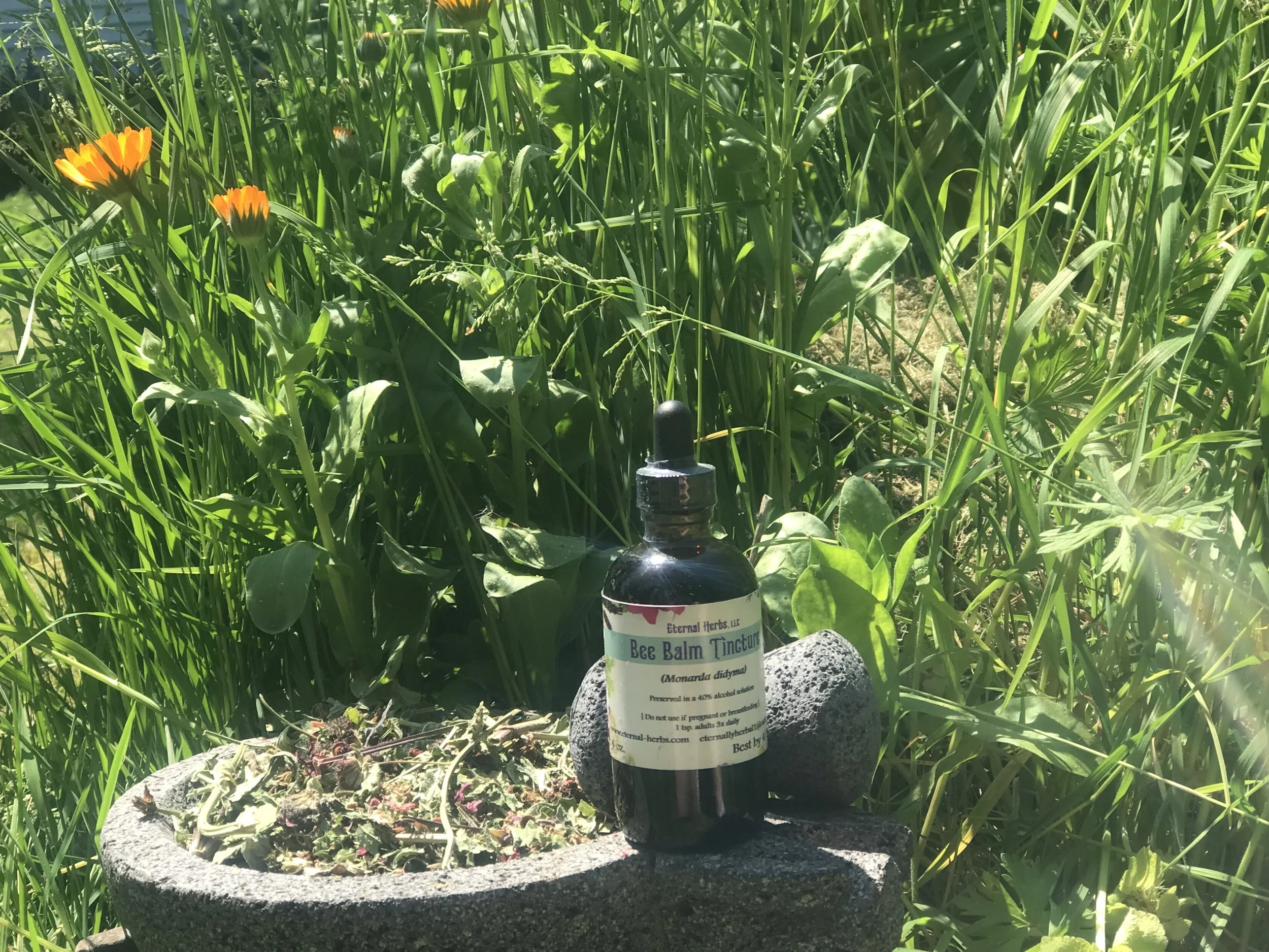 Bee Balm Tincture