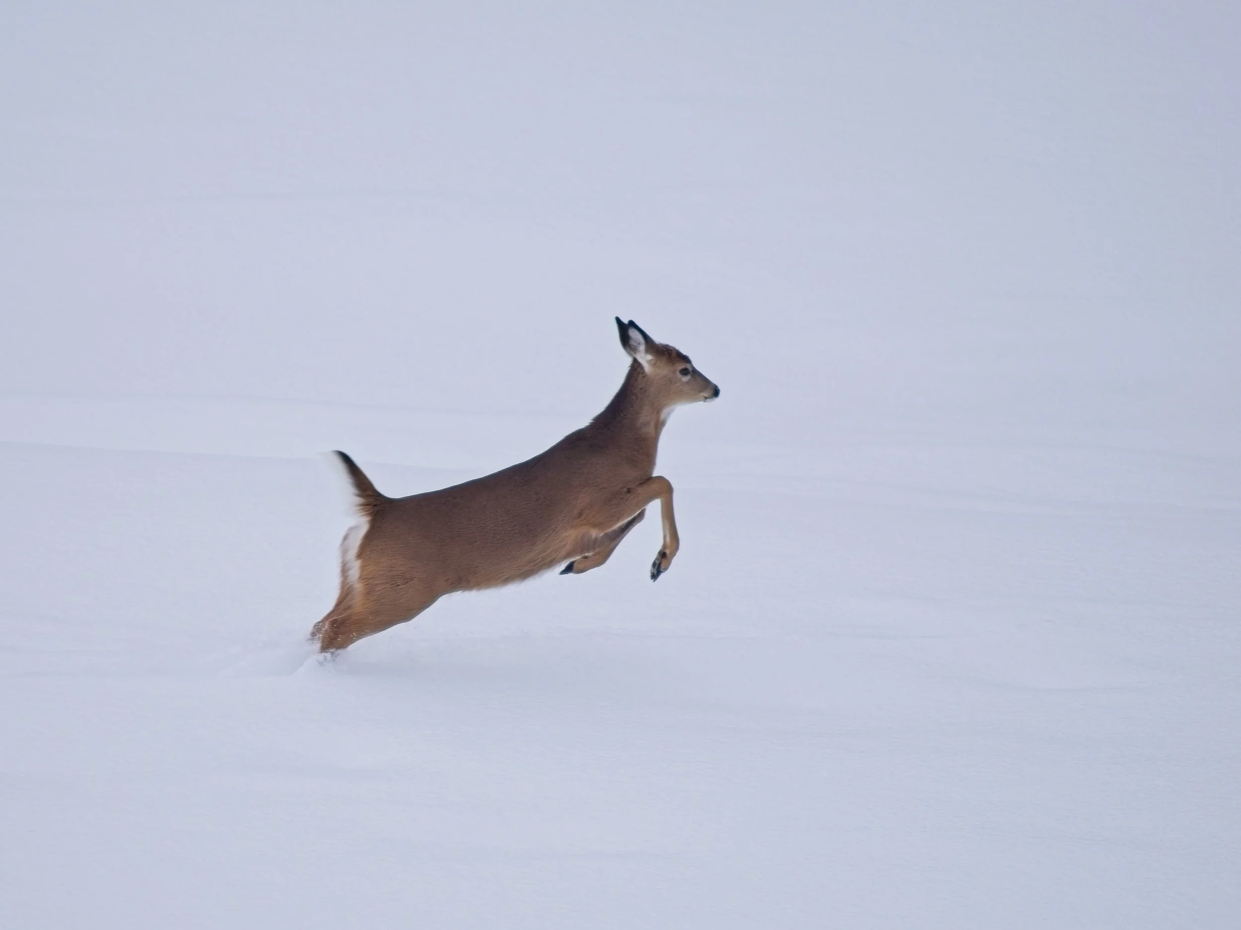 Winter_0008 1.jpg