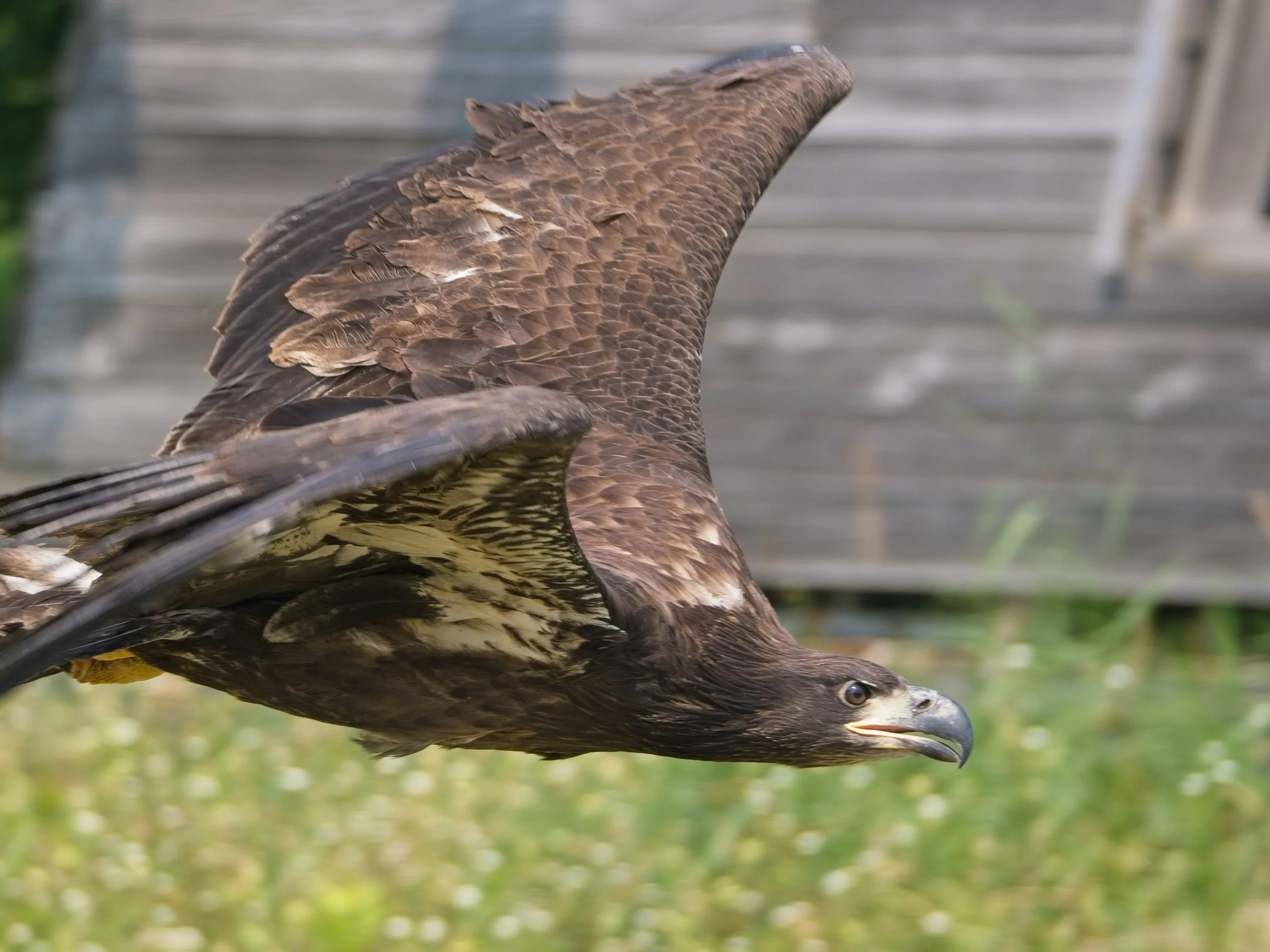 Eagle_Release_0244.jpg