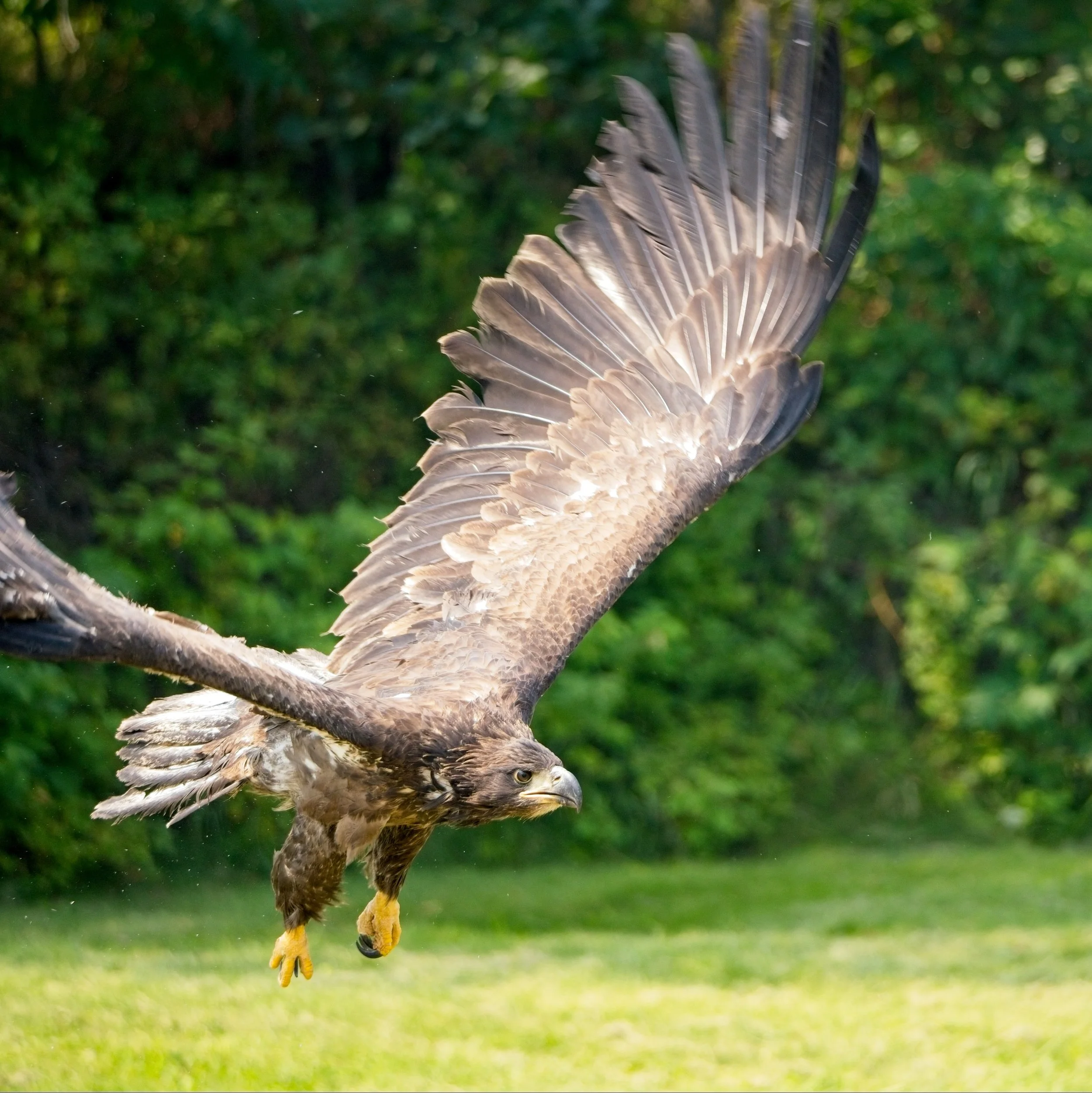 Eagle_Release_0058.jpg