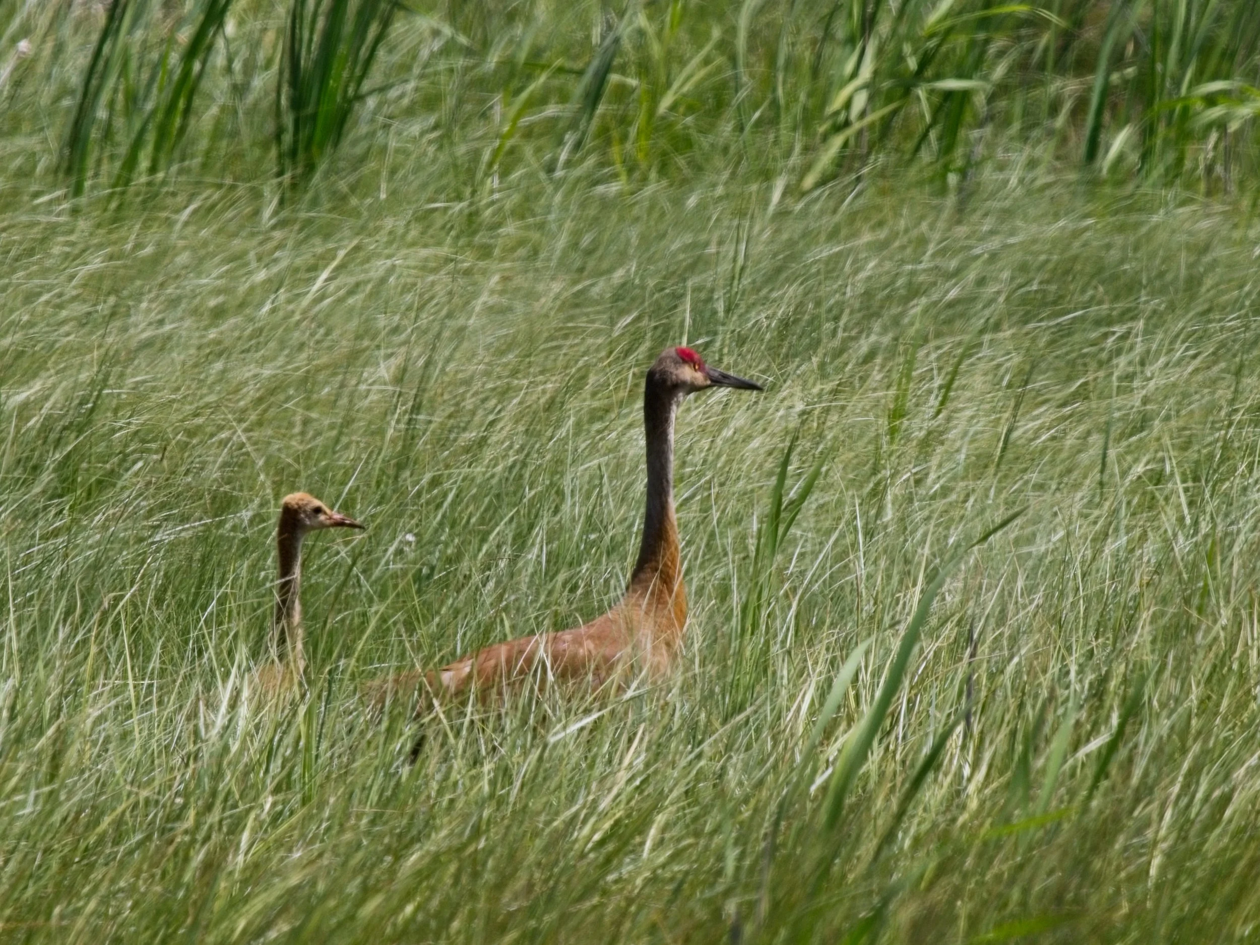 SH_cranes_0316.jpg