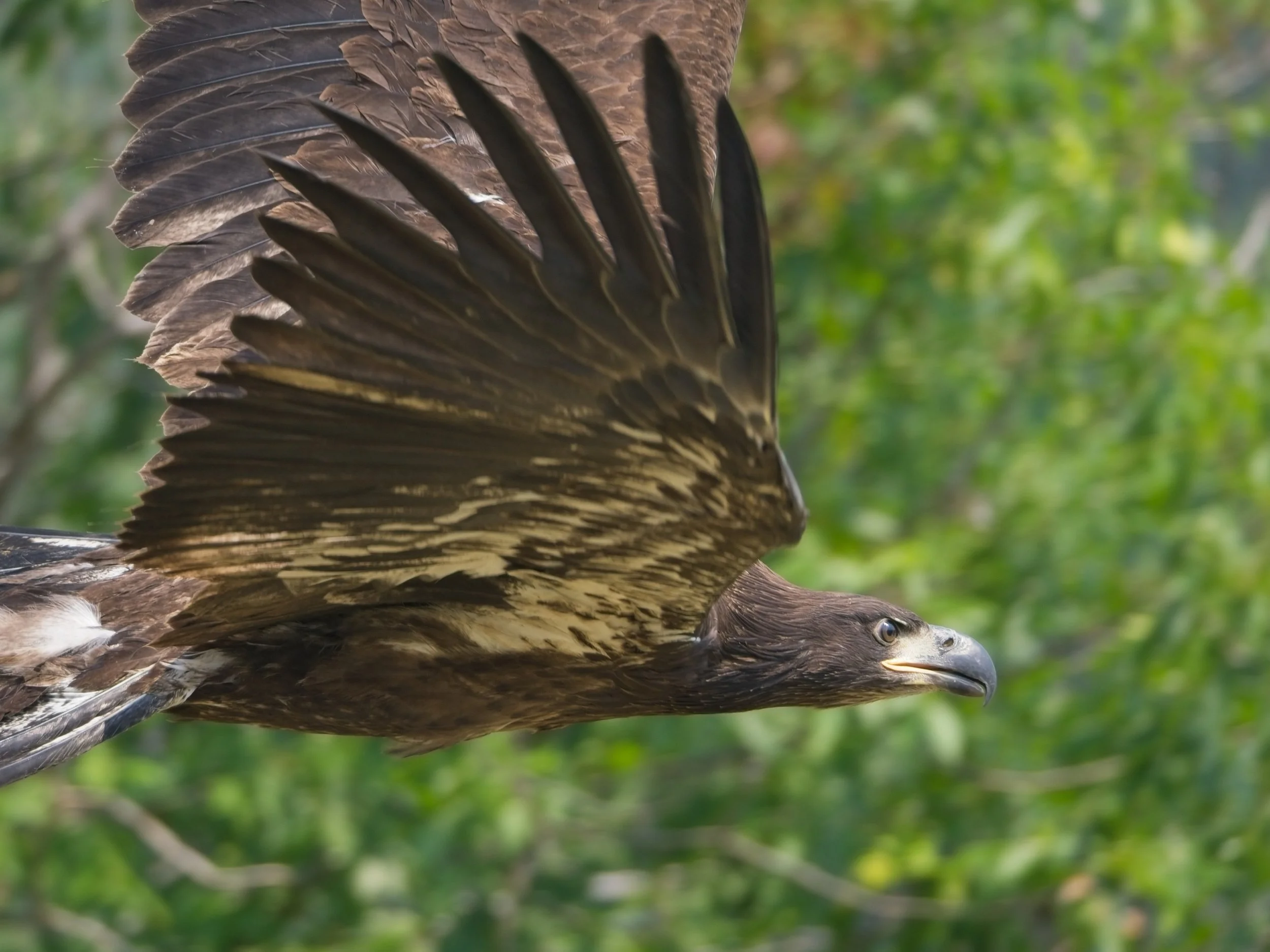 Eagle_Release_0260.jpg