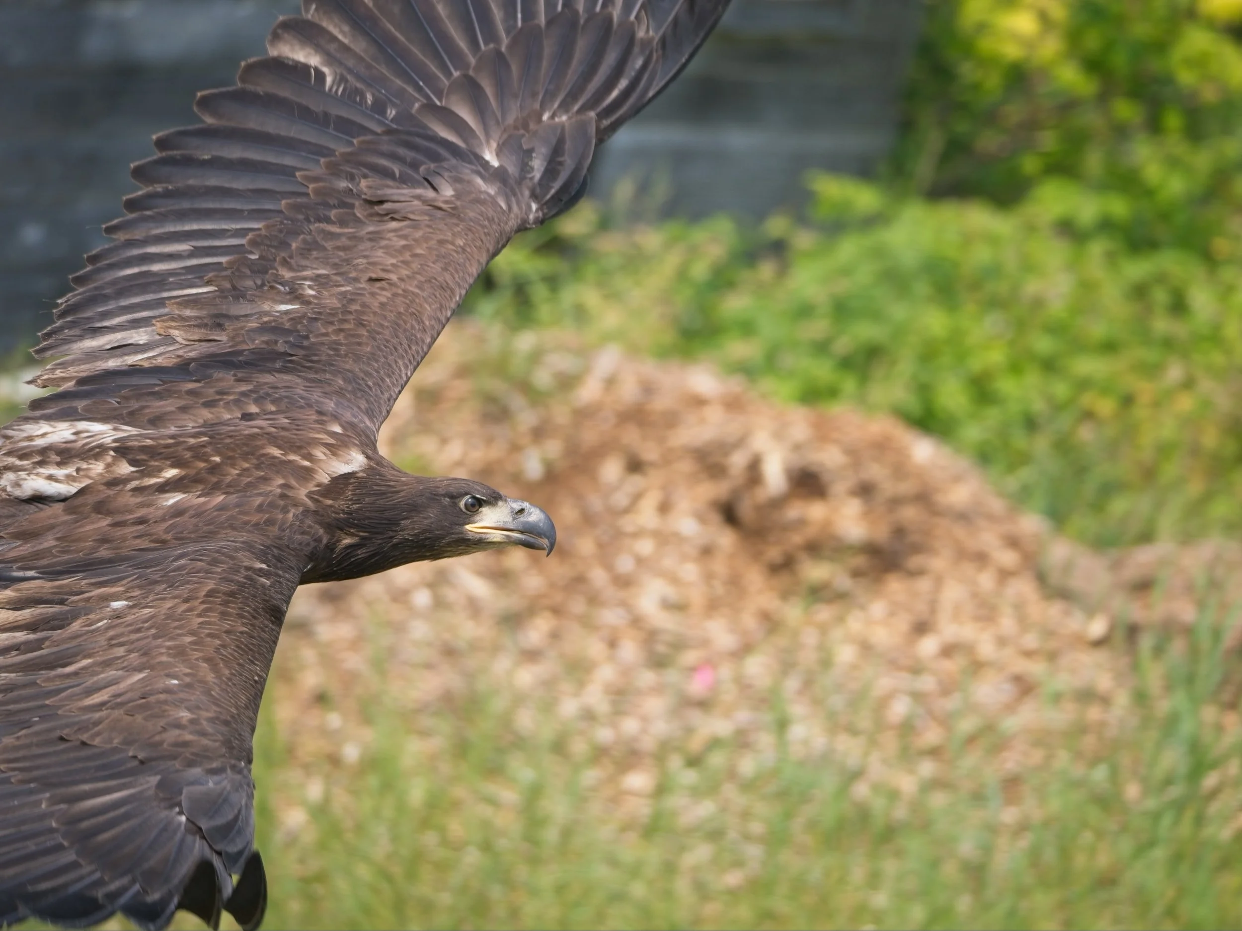 Eagle_Release_0246.jpg