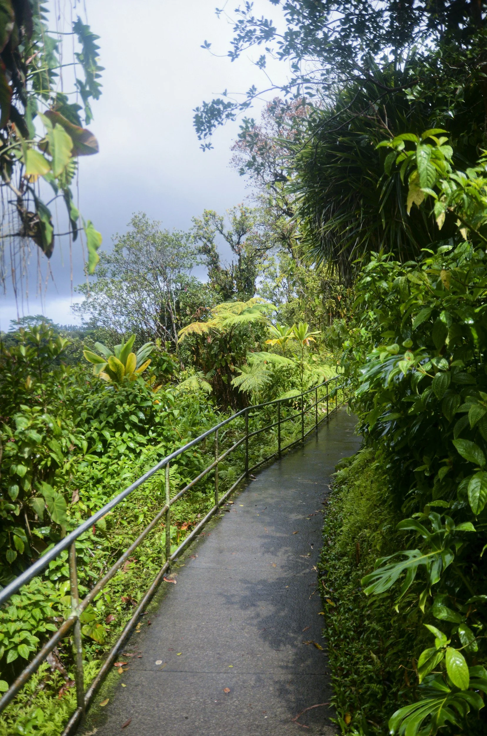 A winding concrete pathway through lush green tropical garden with dense foliage on both sides and cloudy sky overhead.