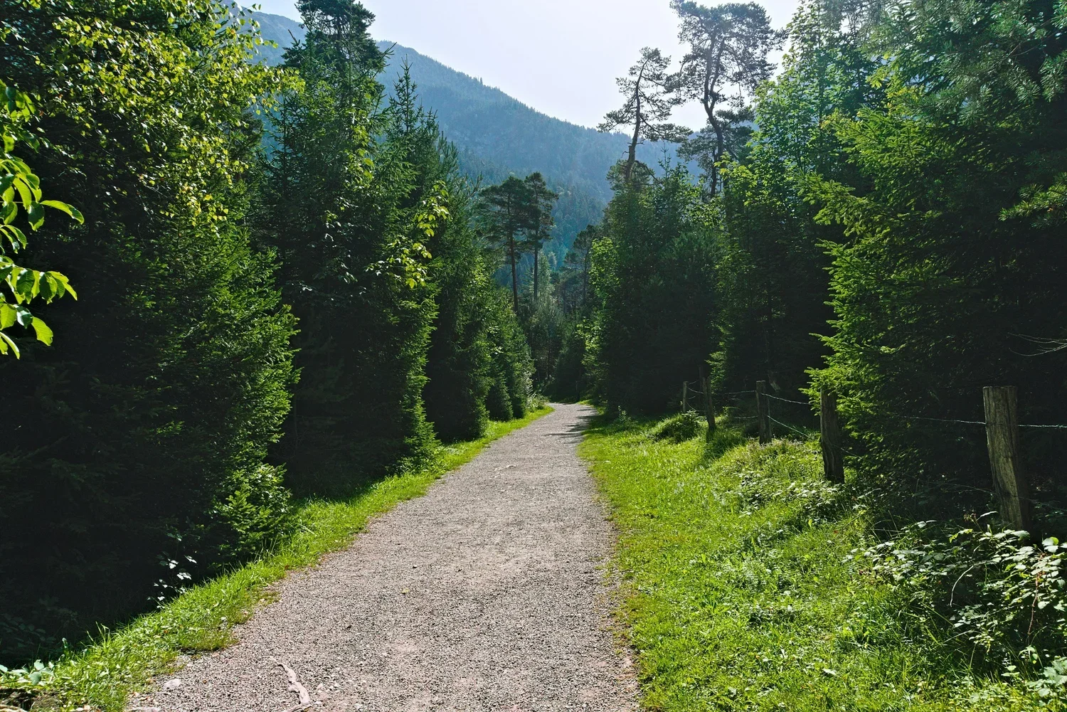 A dirt path winding through a lush green forest with trees on both sides and mountains in the background.