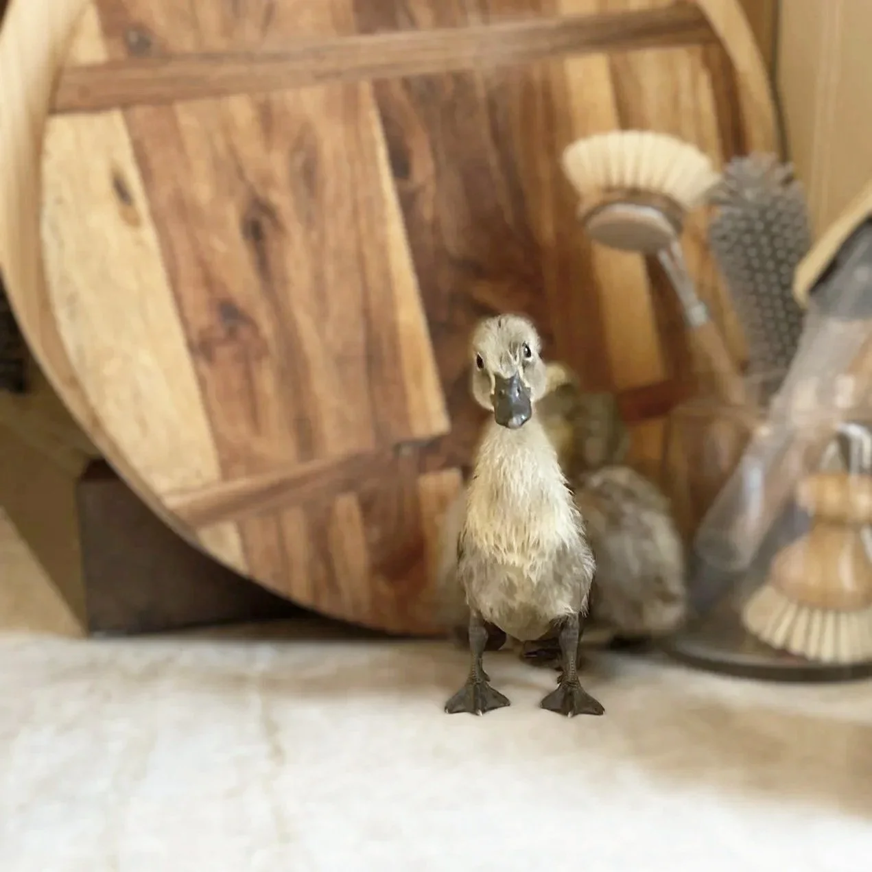 A duckling standing on a light-coloured taj mahal quartzite surface in front of a wooden cutting board and various objects in the background, with duckling looking directly at the camera.