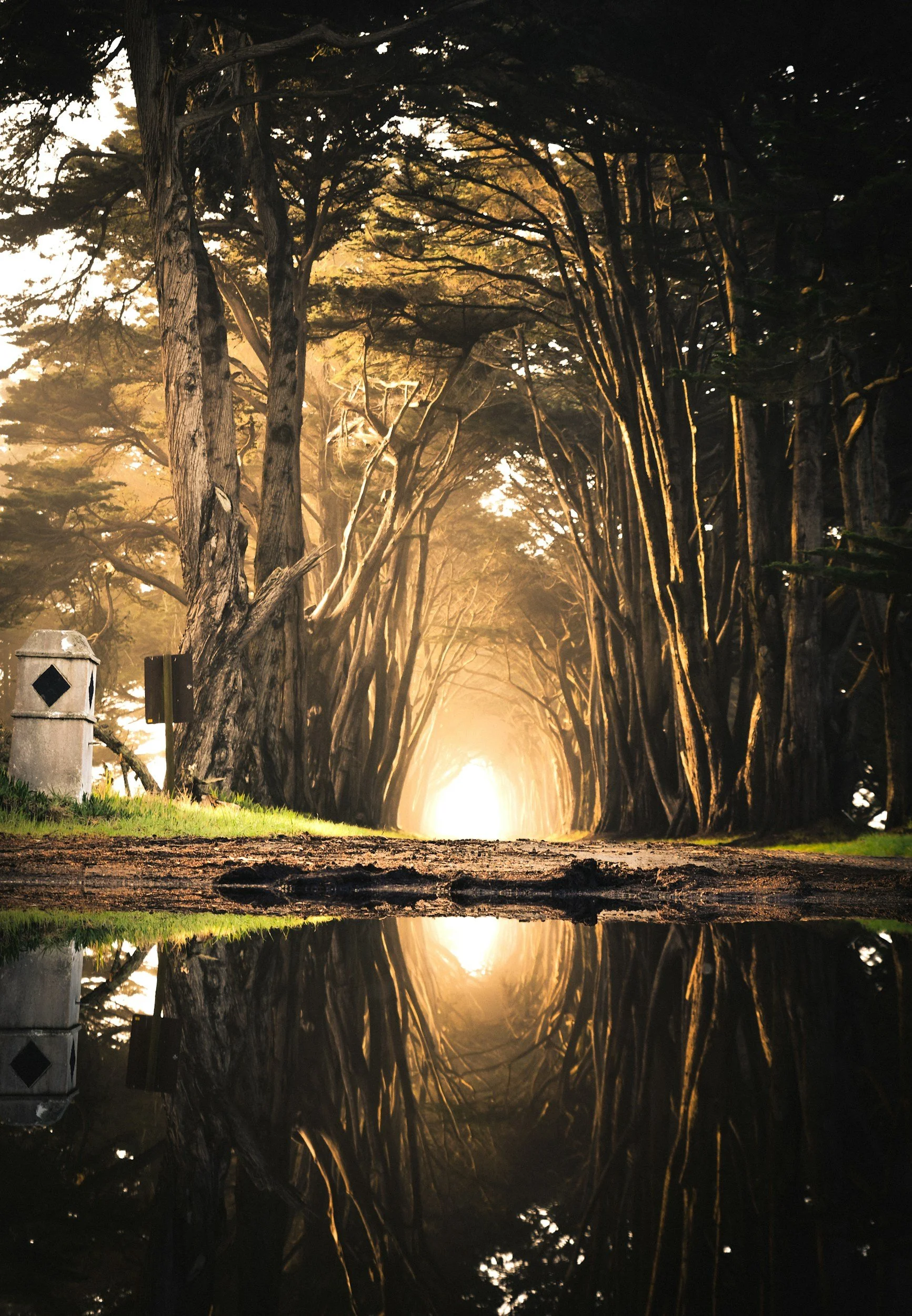 A peaceful forest scene with tall trees arching over a dirt path, illuminated by sunlight, with a puddle reflecting the trees and light.
