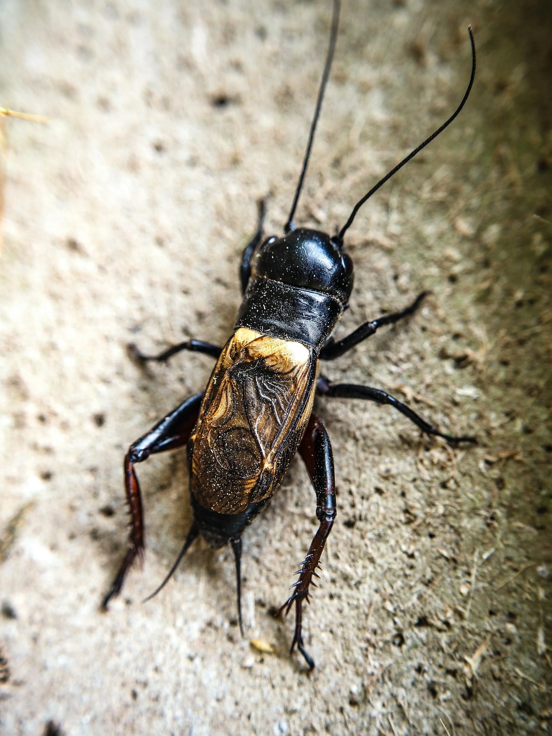 Close-up of a black and brown cockroach on a sandy surface.