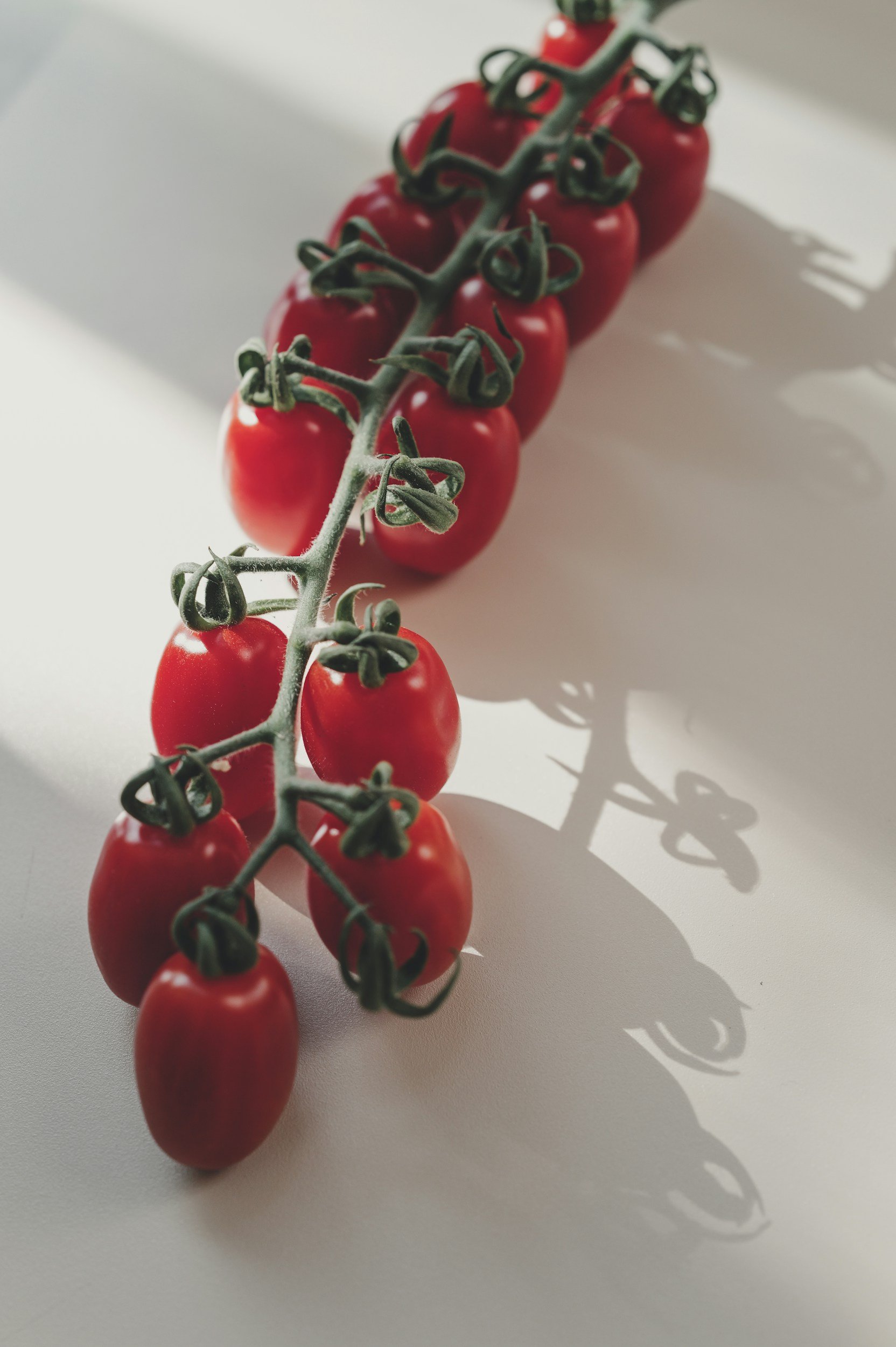A vine of ripe cherry tomatoes casting a shadow on a white surface.
