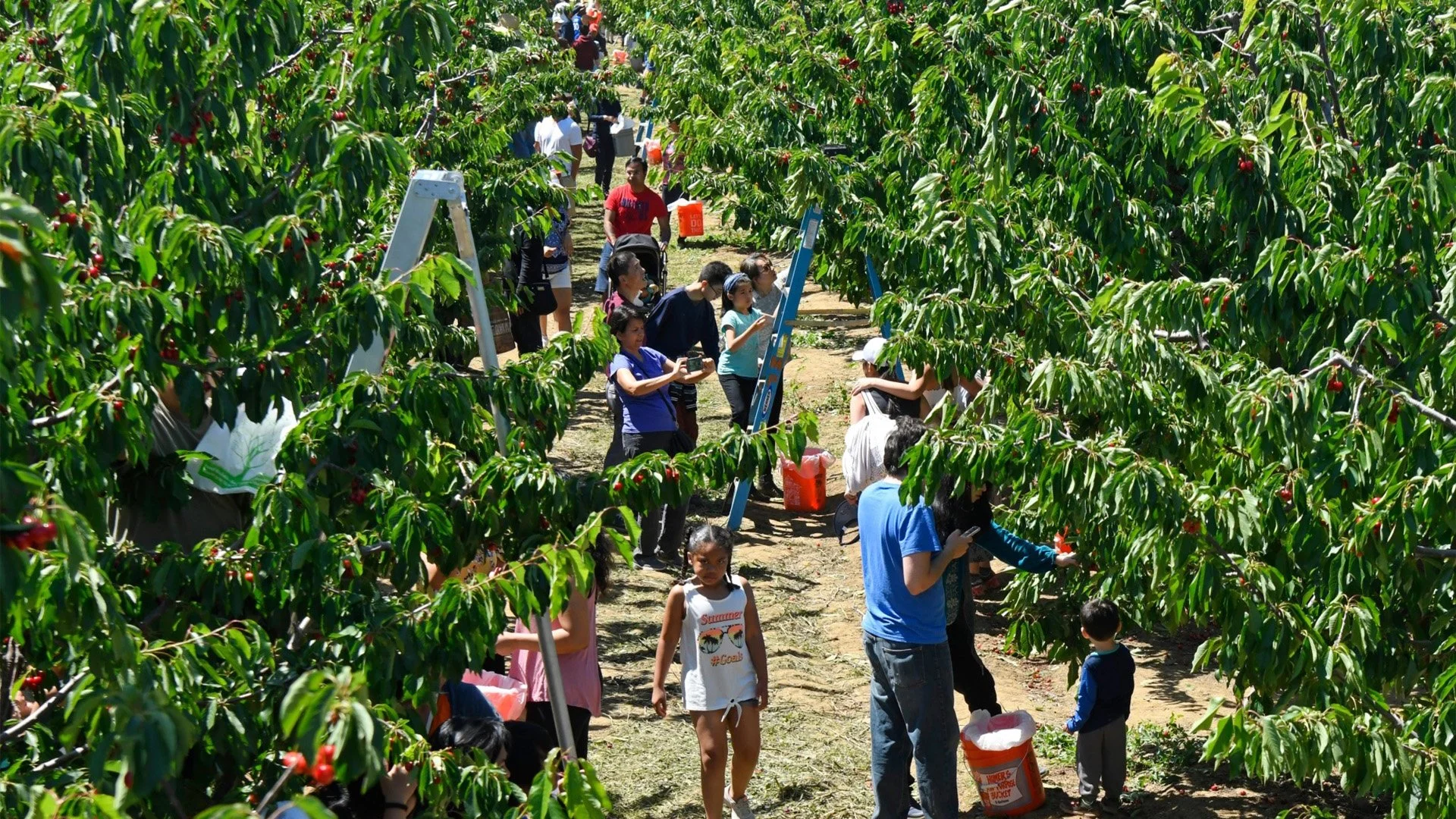 Brentwood Cherry Picking