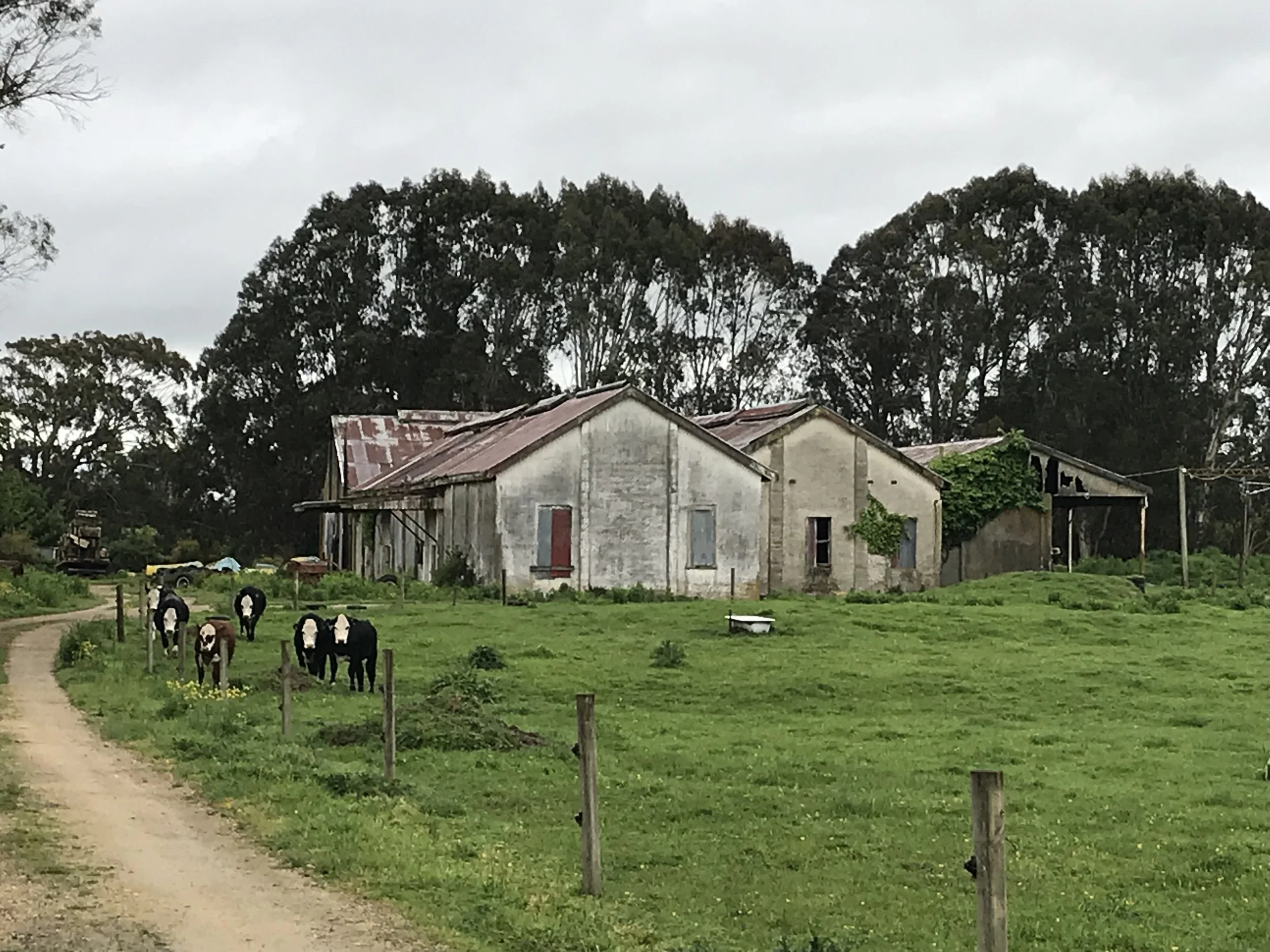 A rural scene with old buildings, trees in the background, and a group of cows grazing near a dirt path.