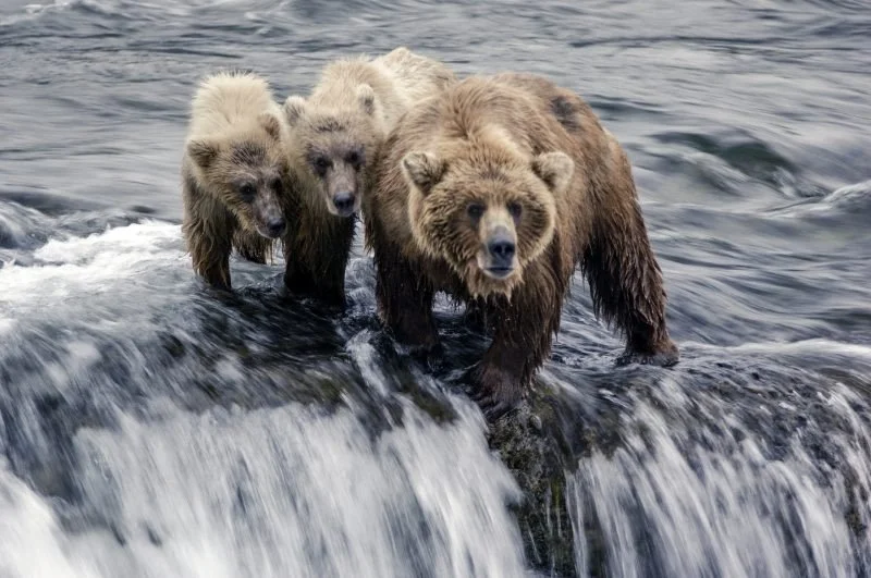 Three bears walking on a river with a small waterfall