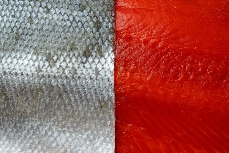 Close-up of a fish's scales on the left and a piece of raw salmon on the right.