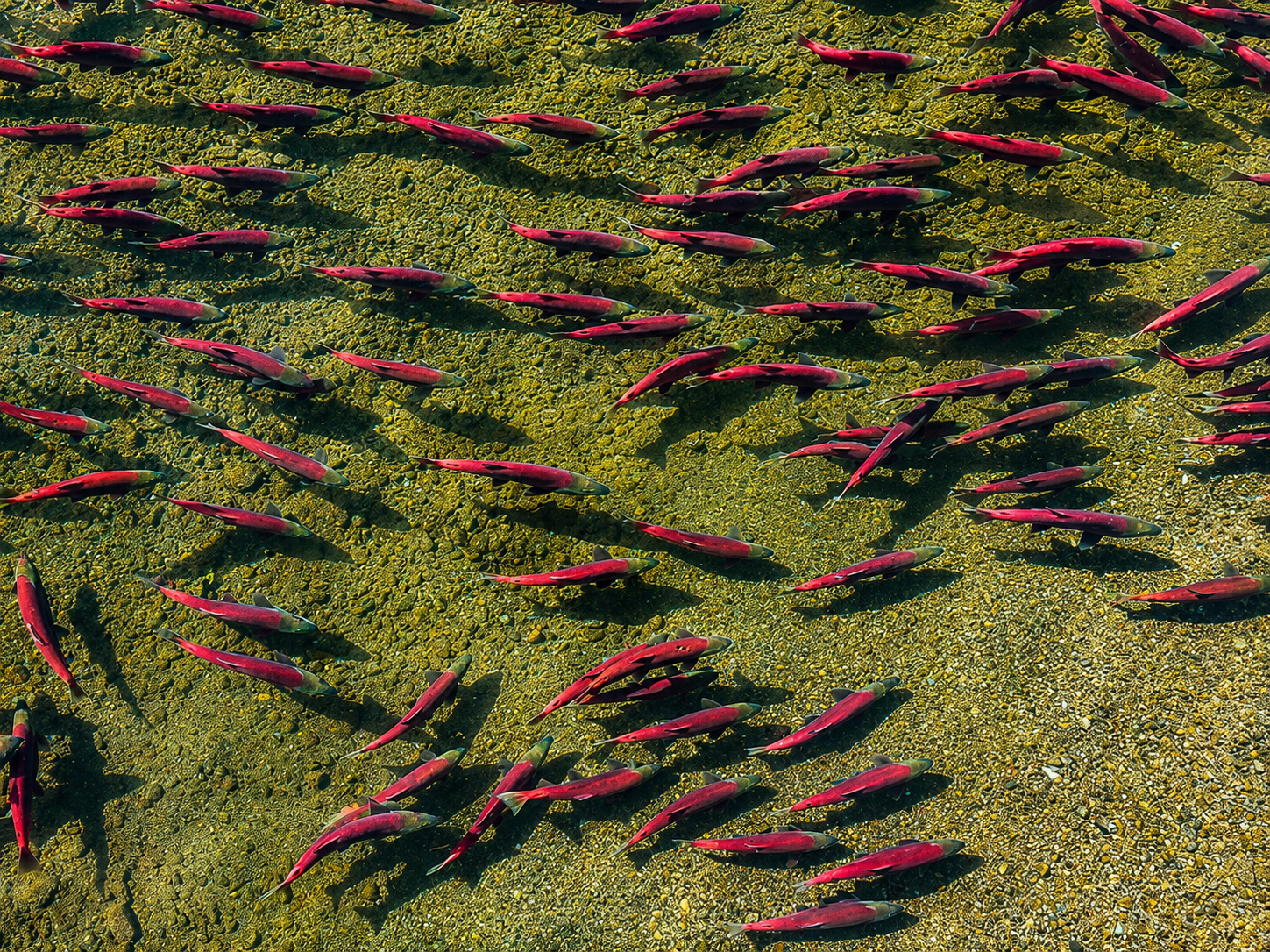 A school of pink and green fish swimming over a yellow gravel seabed.