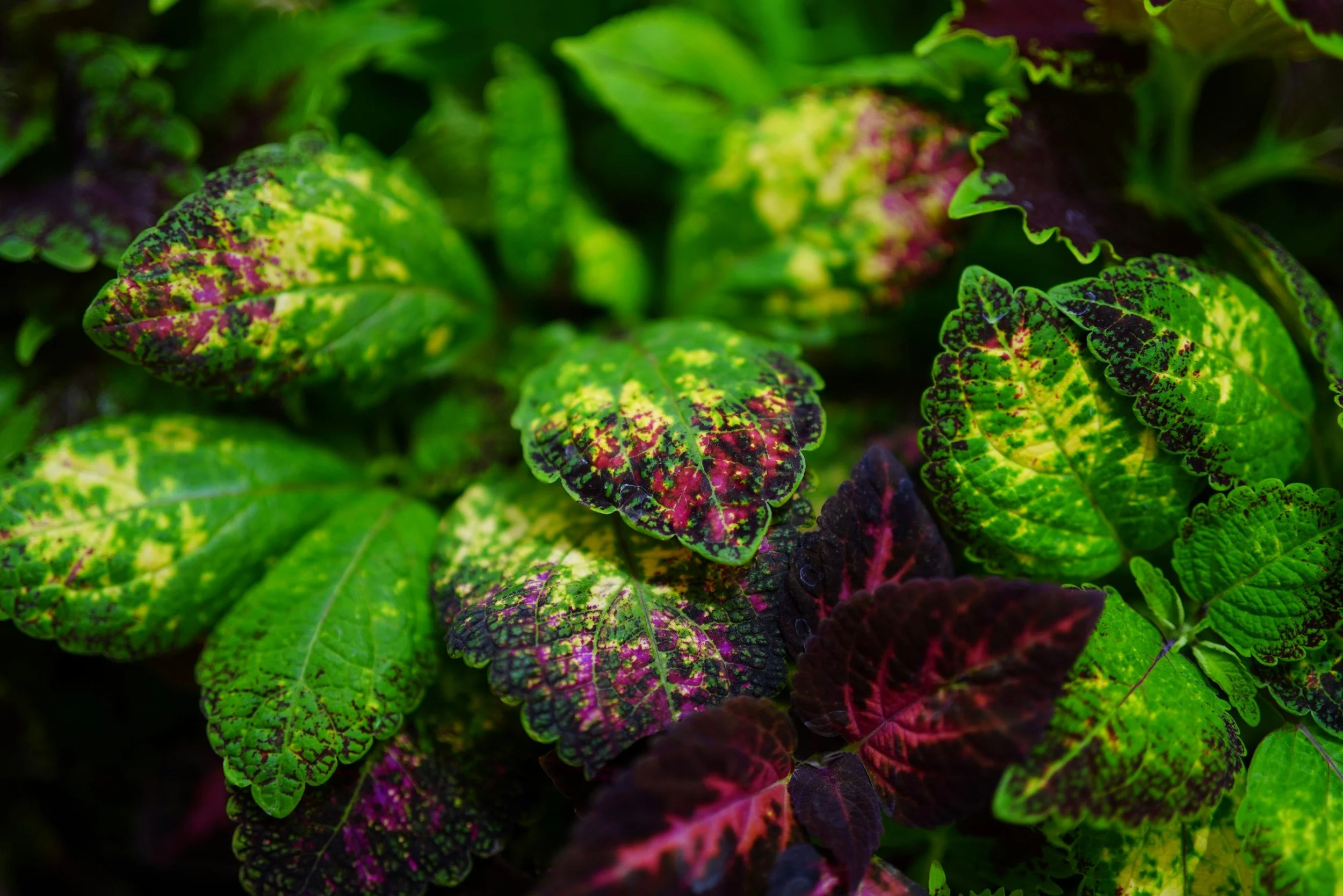 Close-up of colorful variegated leaves with shades of green, purple, and red.