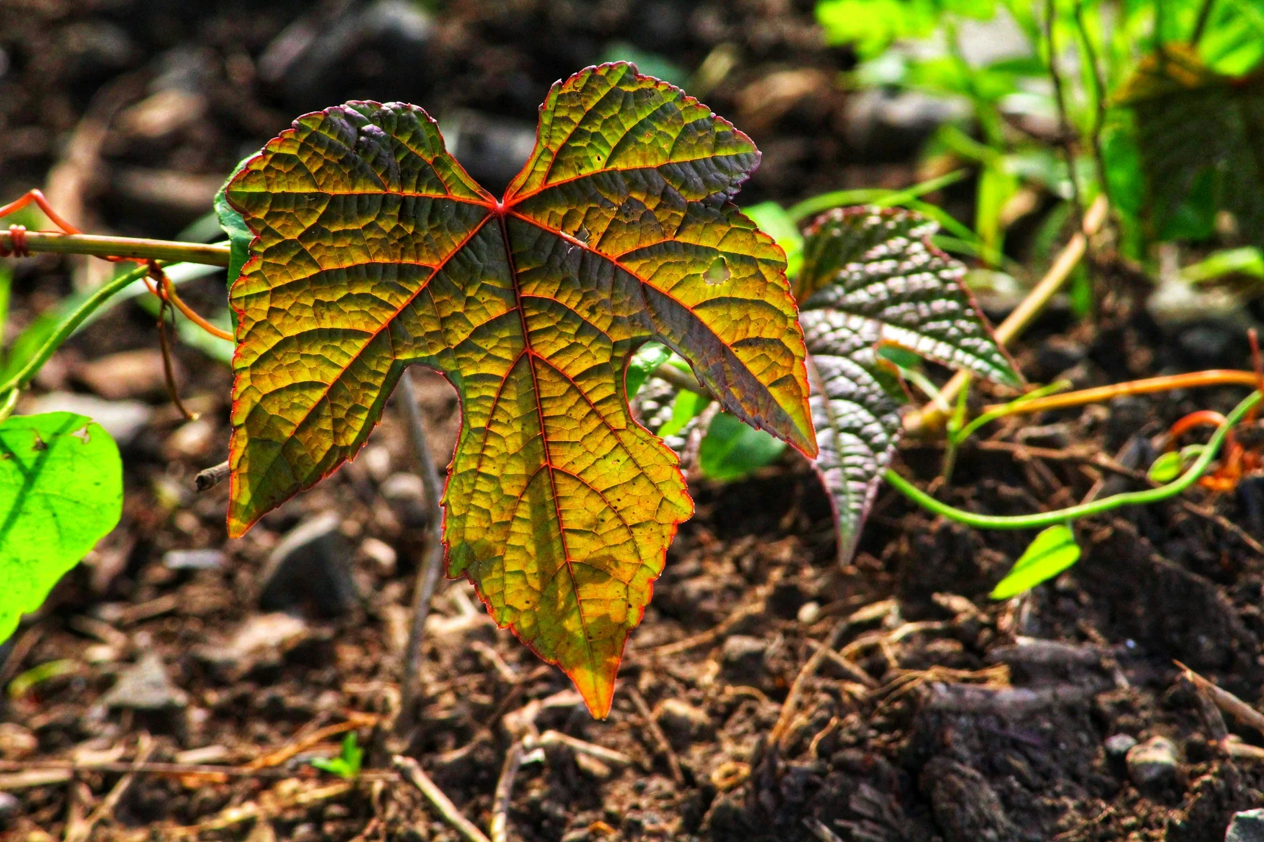 Close-up of a colorful ivy leaf with green, purple, and red tones, growing in soil with some other greenery.