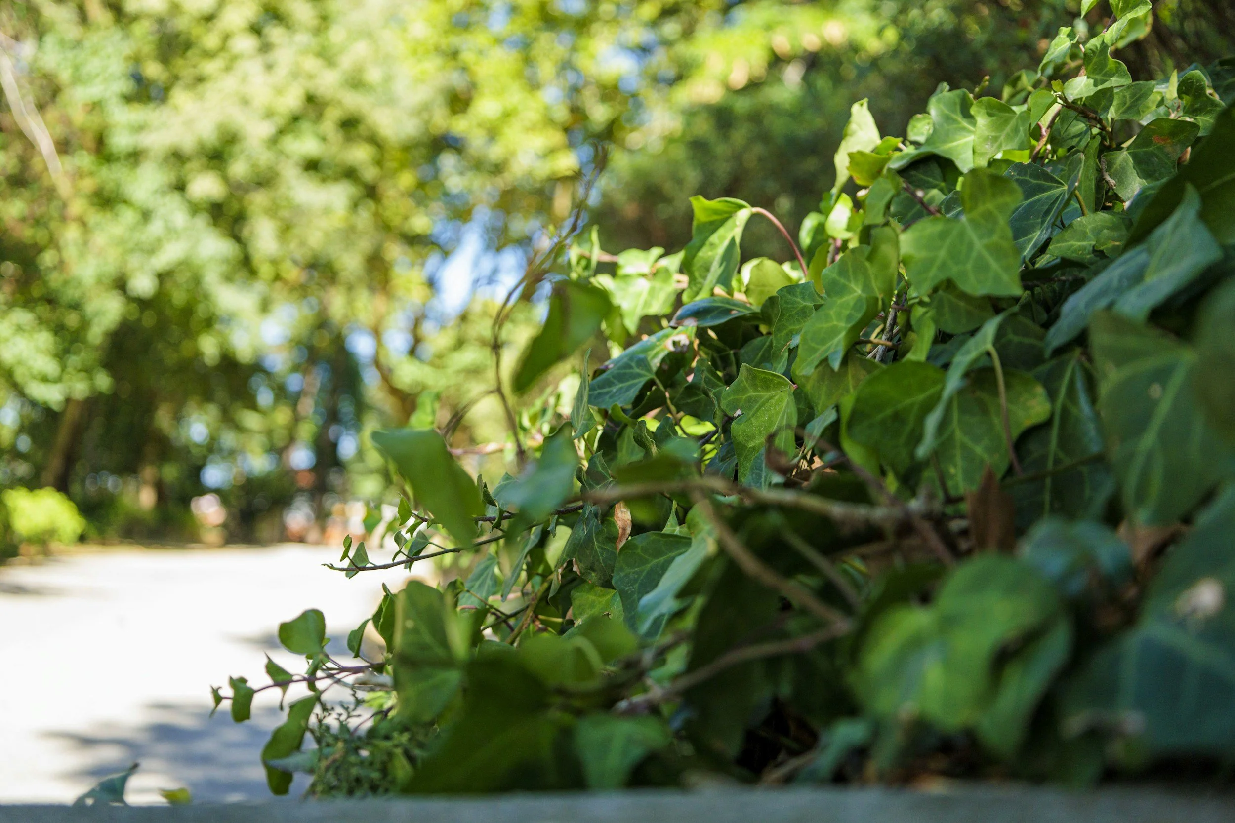 Poison Ivy Treatment for Homeowners in Pennsylvania