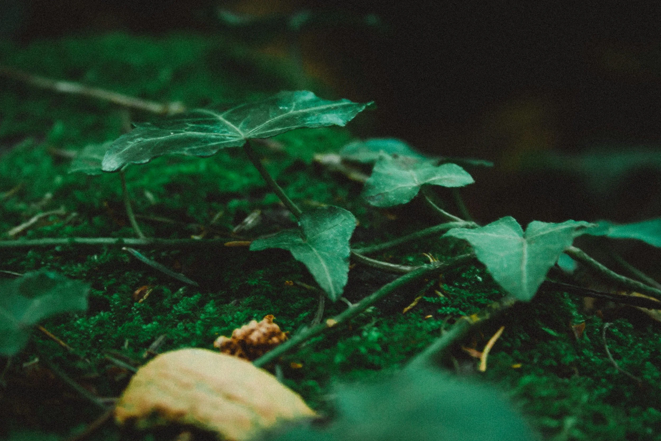 How Long Does Poison Ivy Last? Treatment Timeline Explained