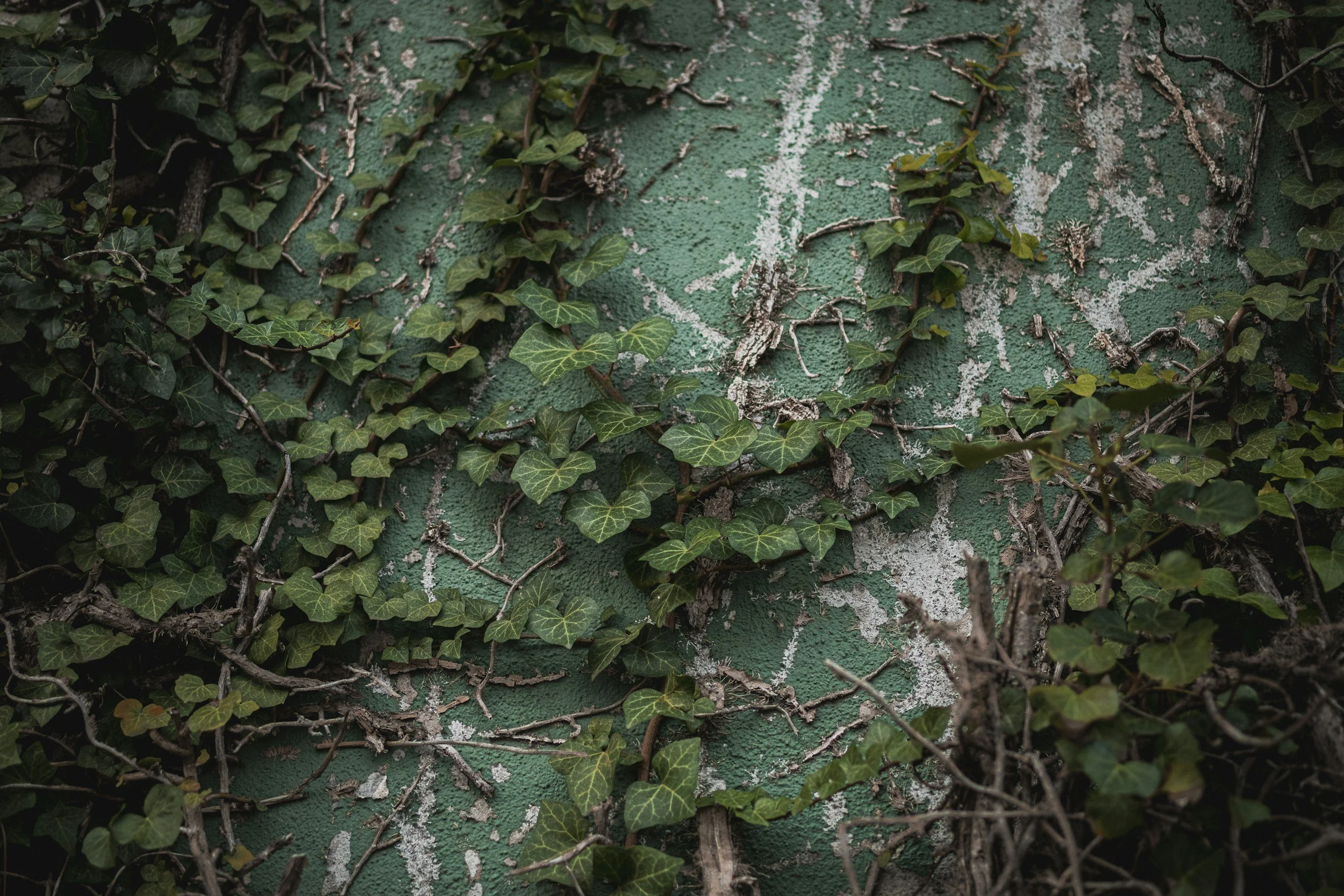 Are Professional Poison Ivy Control Services Worth It in Delaware Valley