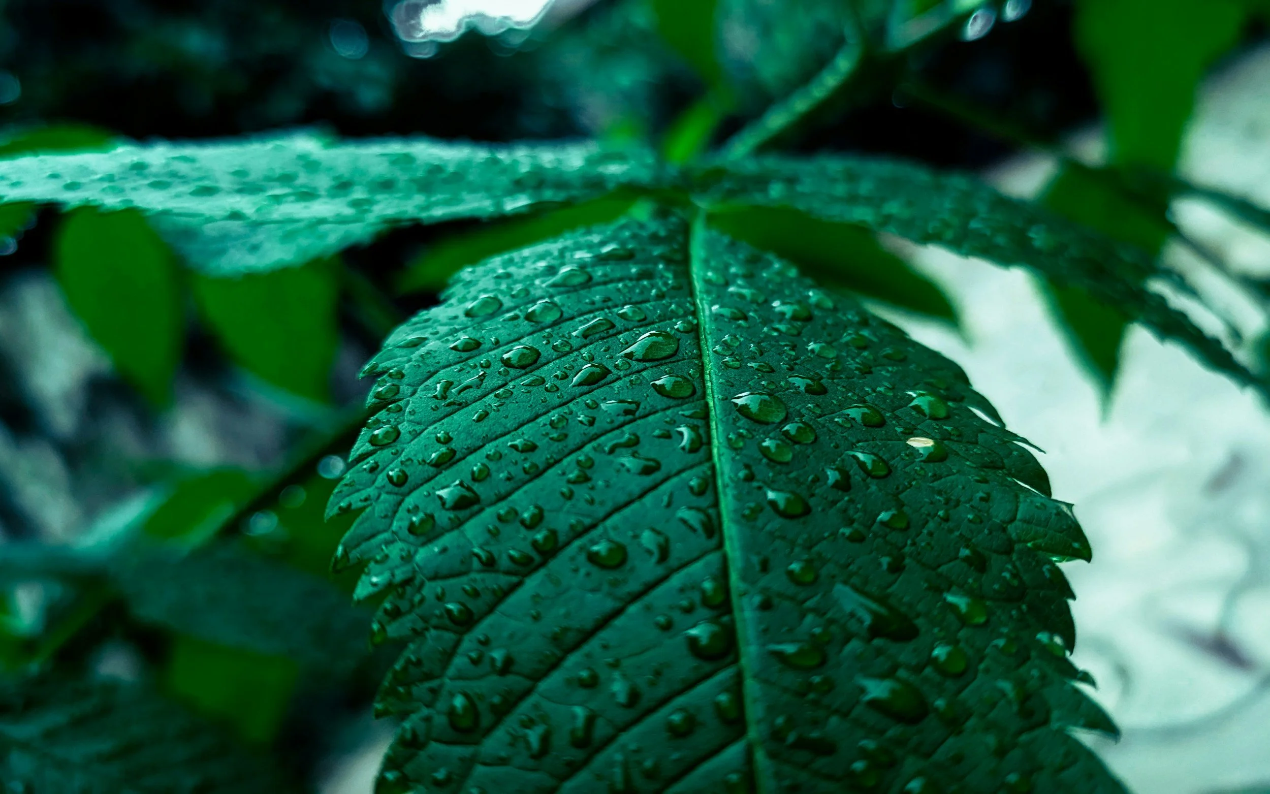 Treat Poison Ivy Yourself? Pennsylvania Homeowner Tips