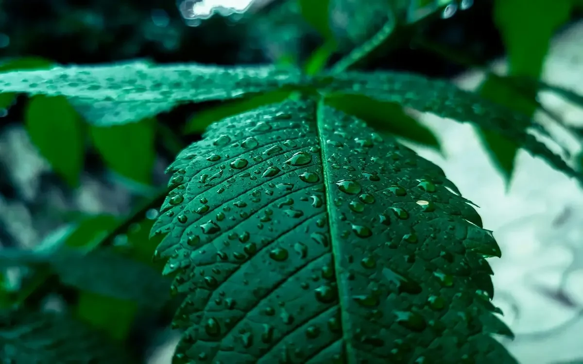 Can You Treat Poison Ivy Yourself? Pennsylvania Homeowner Tips