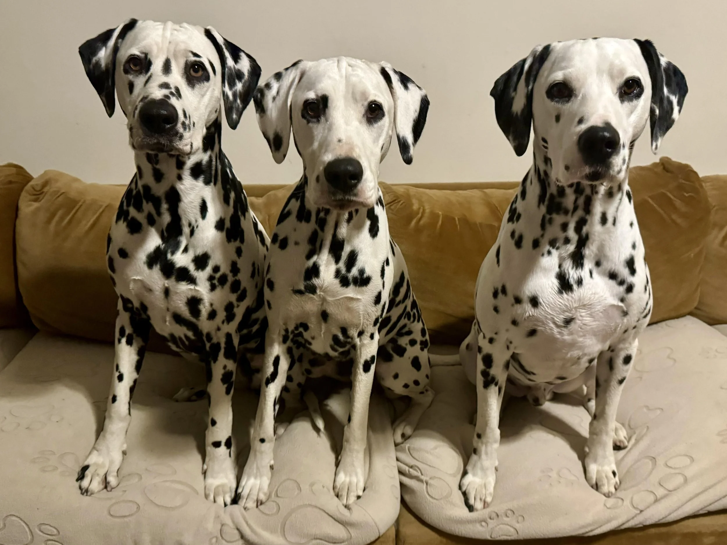 janet-mia-fred-edelevlek-dalmatians.jpg