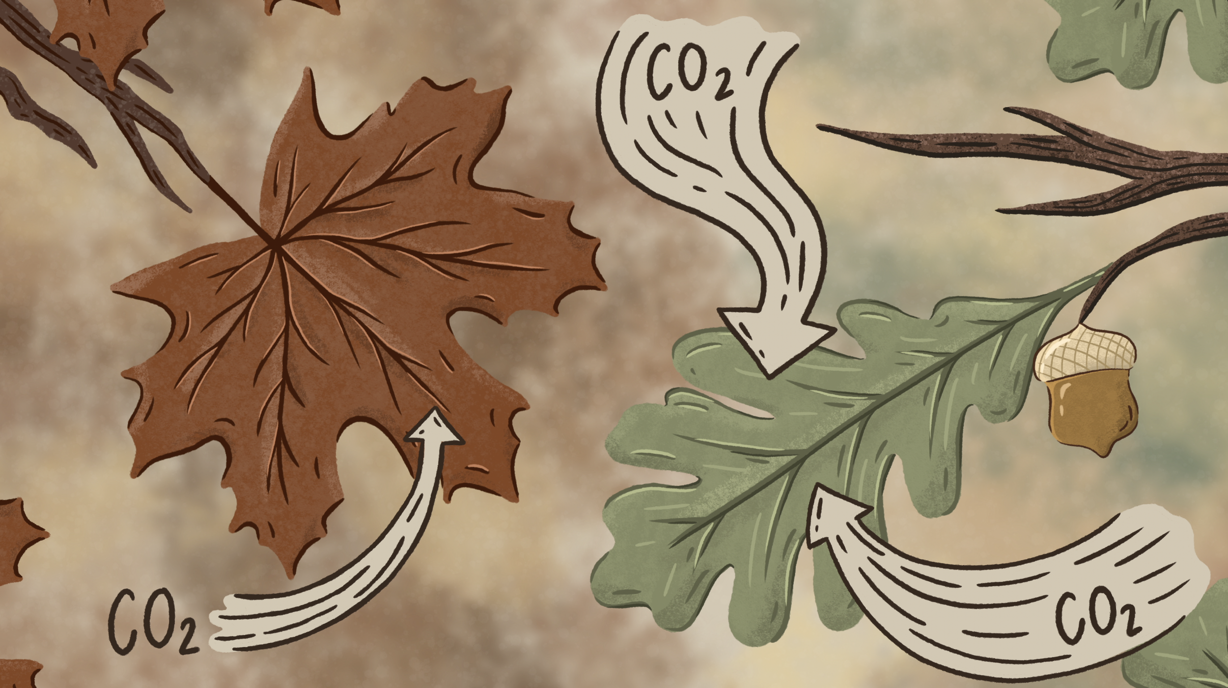 The Nature Conservancy Animation