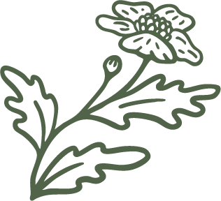 Dark green custom line art drawing of a wild poppy flower